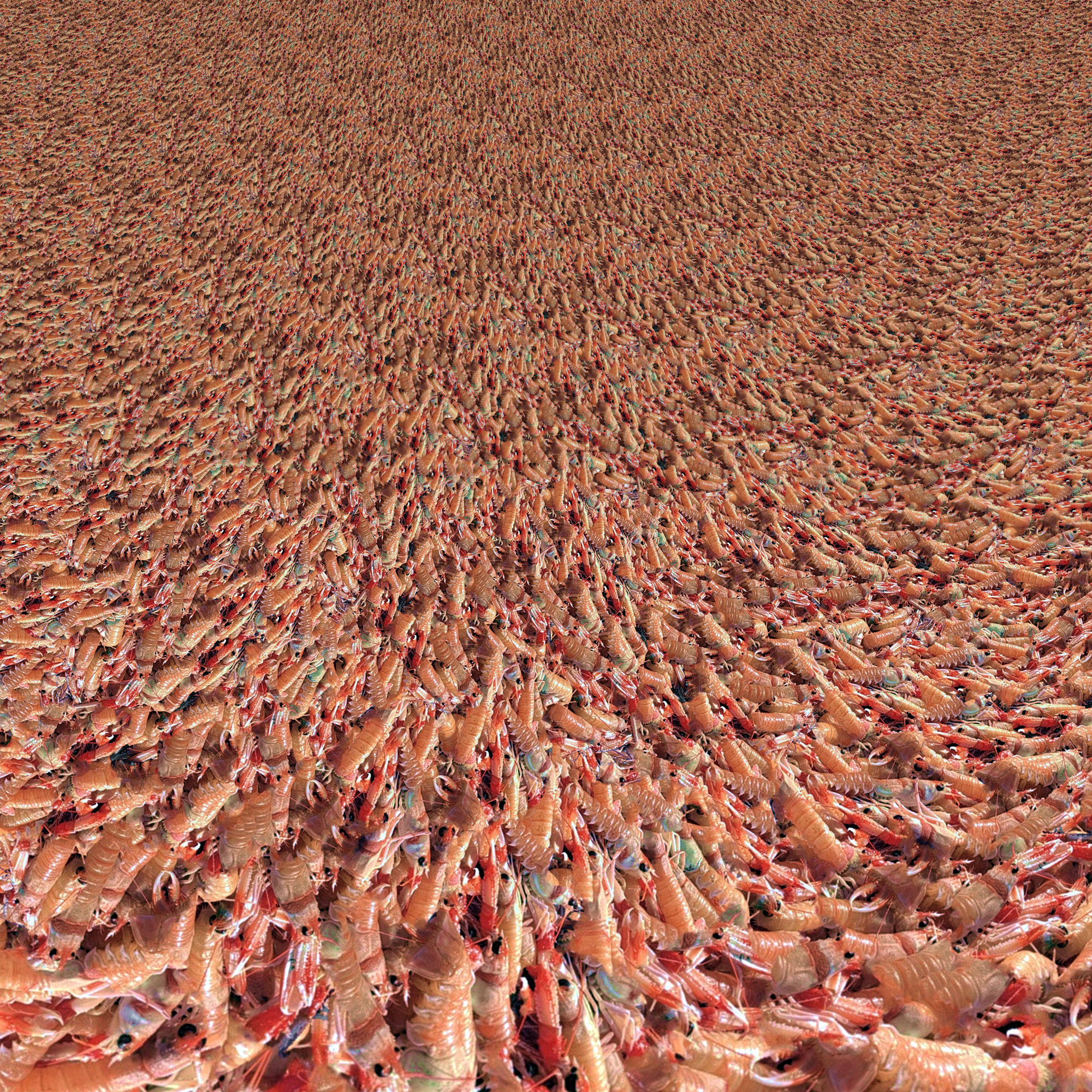 Big Krill Catch.jpg