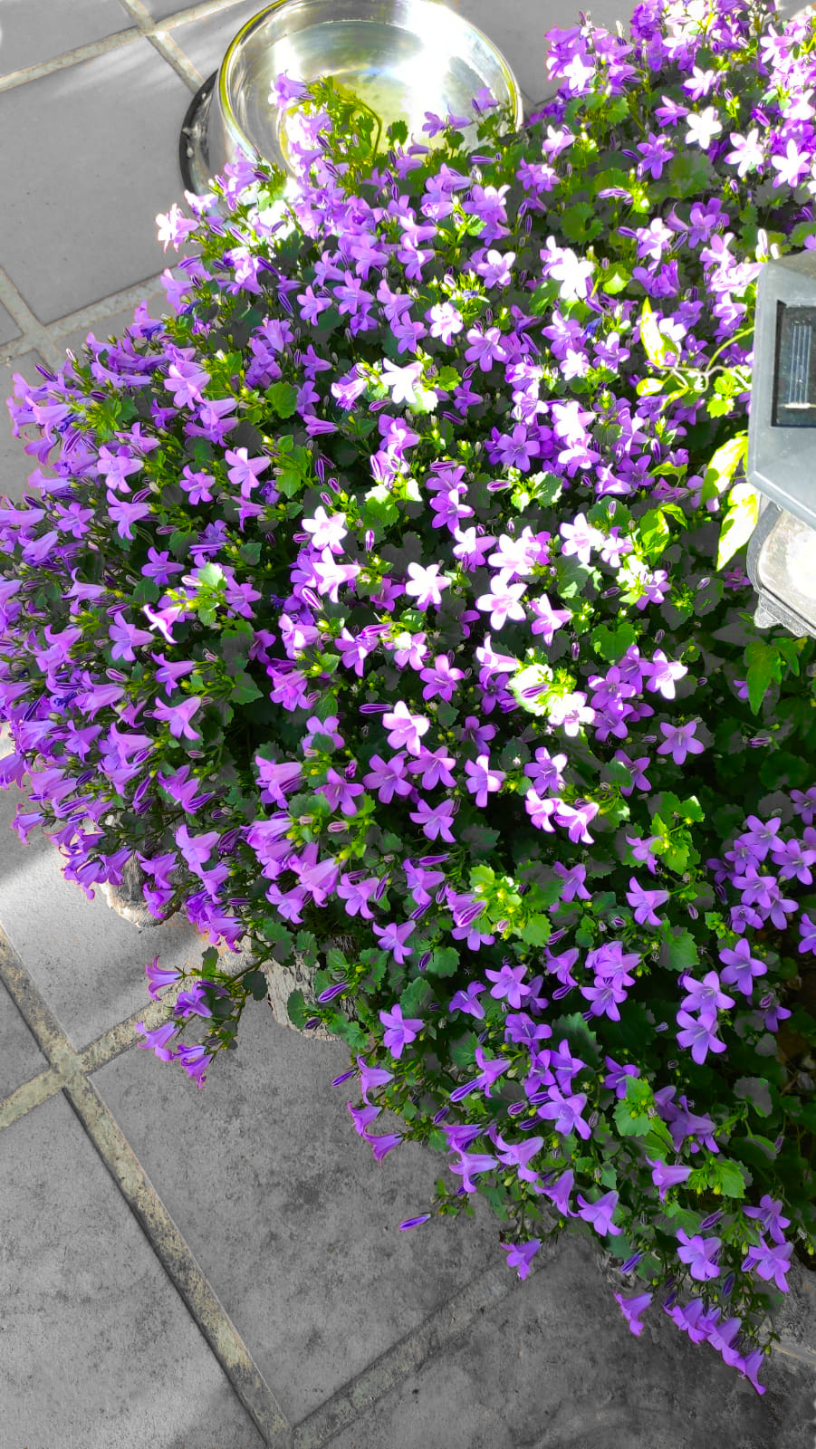 6c35e28d-67e7-46a1-b8ac-e981a71a9158_1.JPG