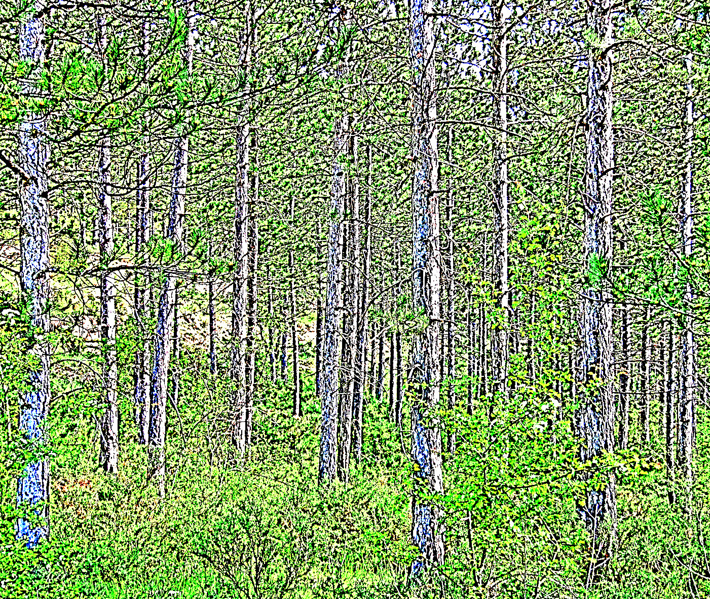 IMG_2847_1.JPG