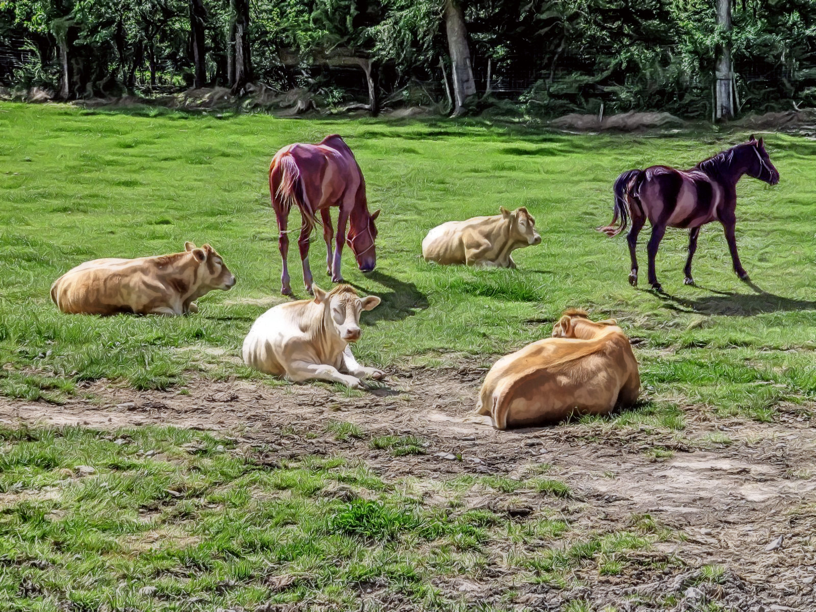 cows.jpg