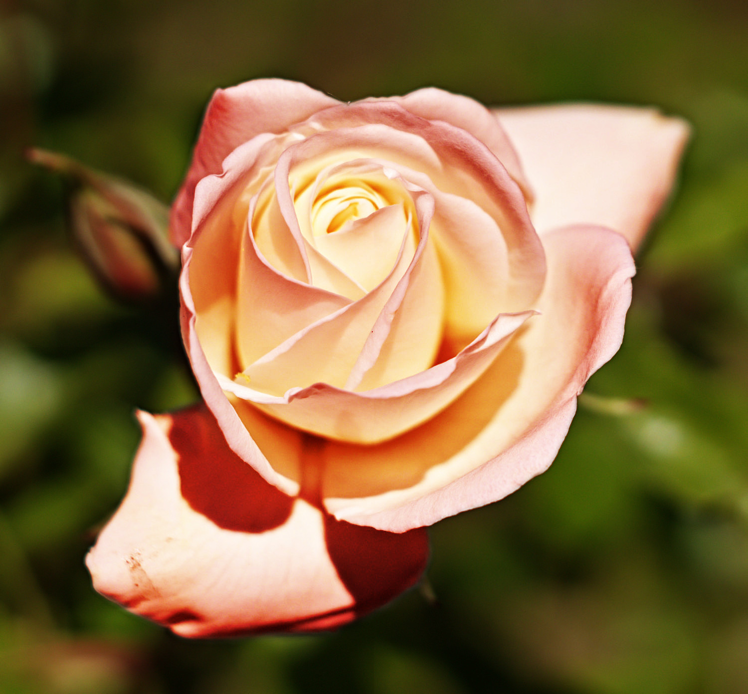rose.jpg