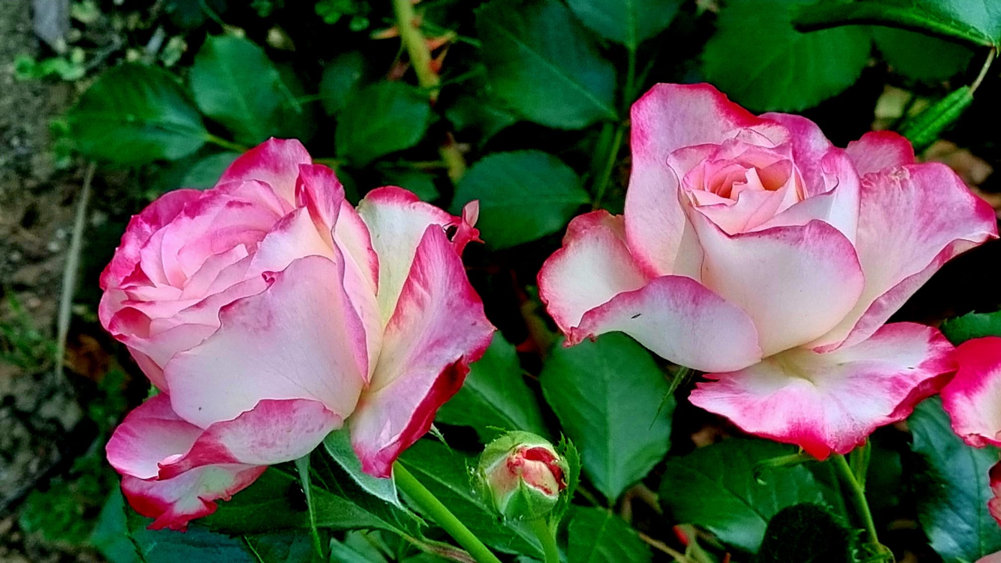 79c2ac96-1eb2-4a53-8a32-9cc4657c83f7.JPG