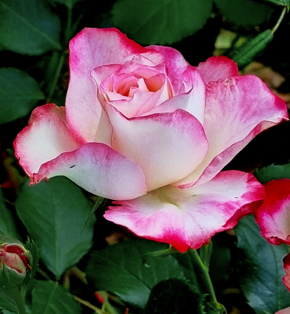 79c2ac96-1eb2-4a53-8a32-9cc4657c83f7_1.JPG