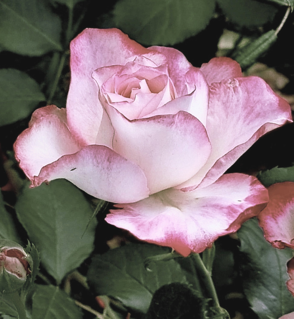 79c2ac96-1eb2-4a53-8a32-9cc4657c83f7_3.JPG