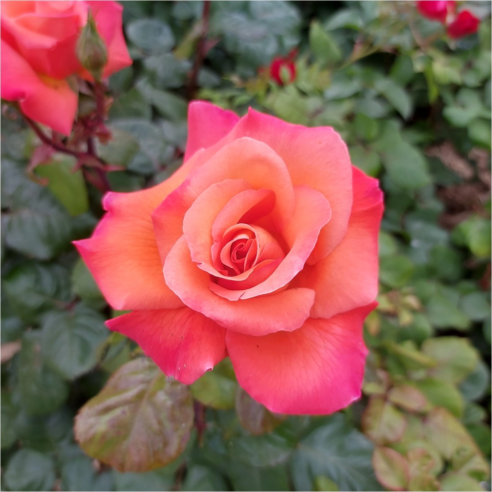 rose_1.jpg