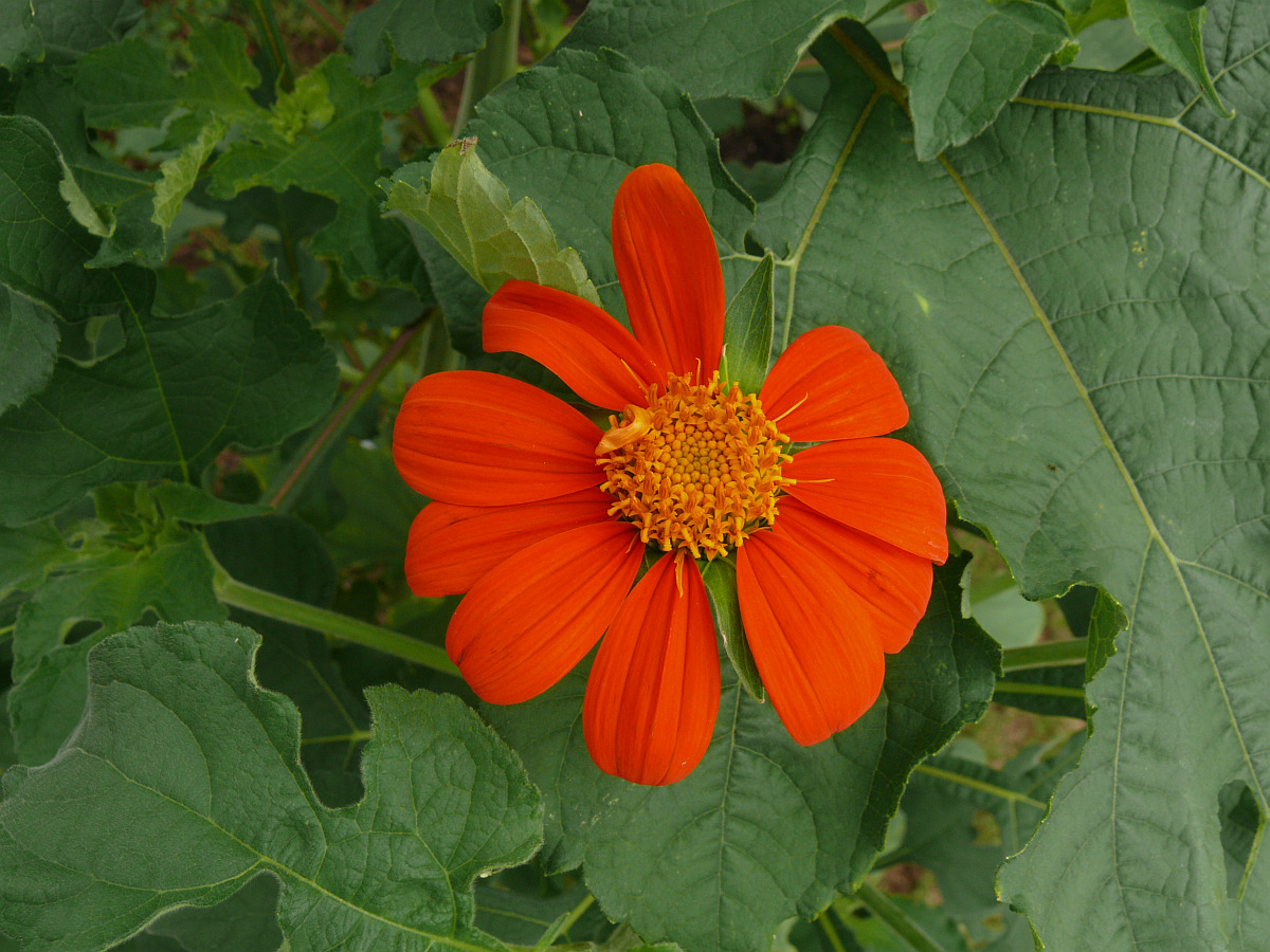 L1000087.JPG
