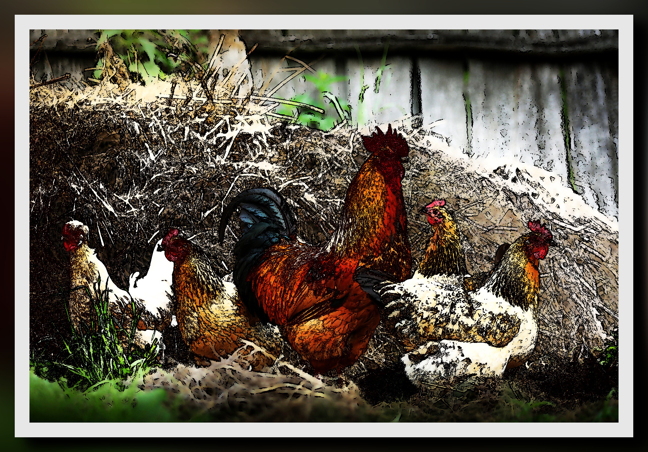 chickens-2522623_DN_LineArtFramed_Afre Edge.jpg