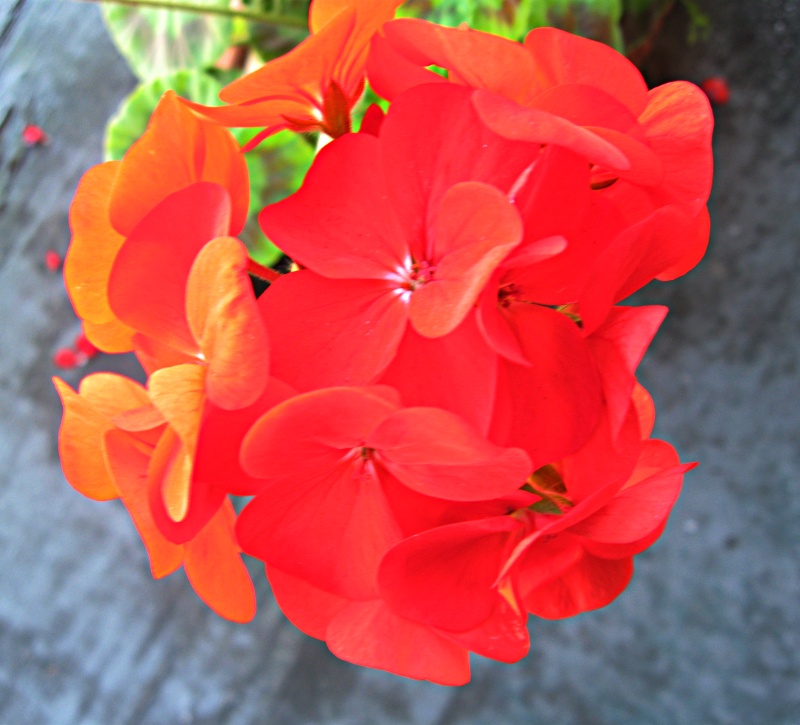 gc-geranium_0443.jpg