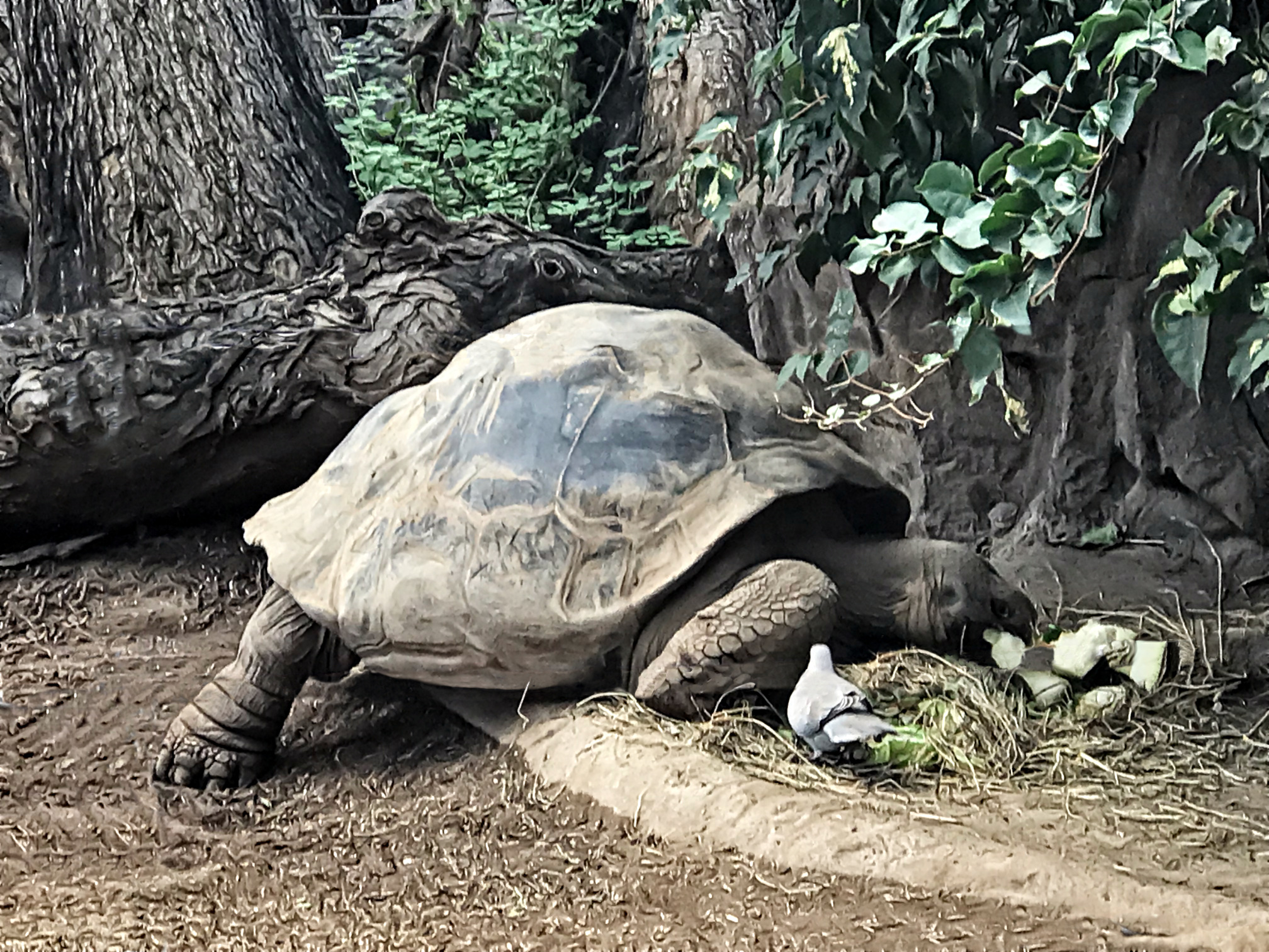 tortoise.jpg
