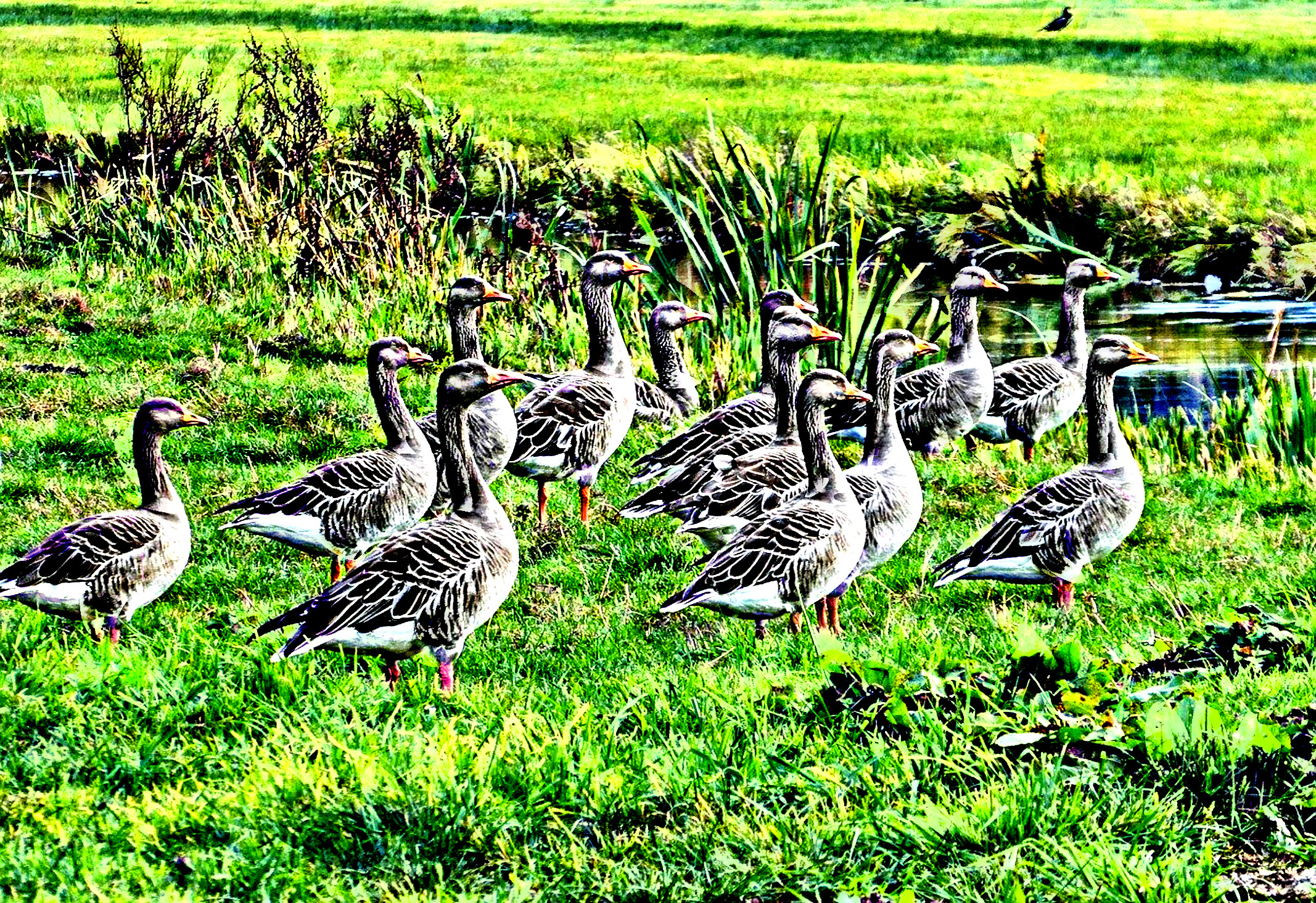 geese-7898732_DN_Artistic_and_Divide_QuadtreeVar.JPG