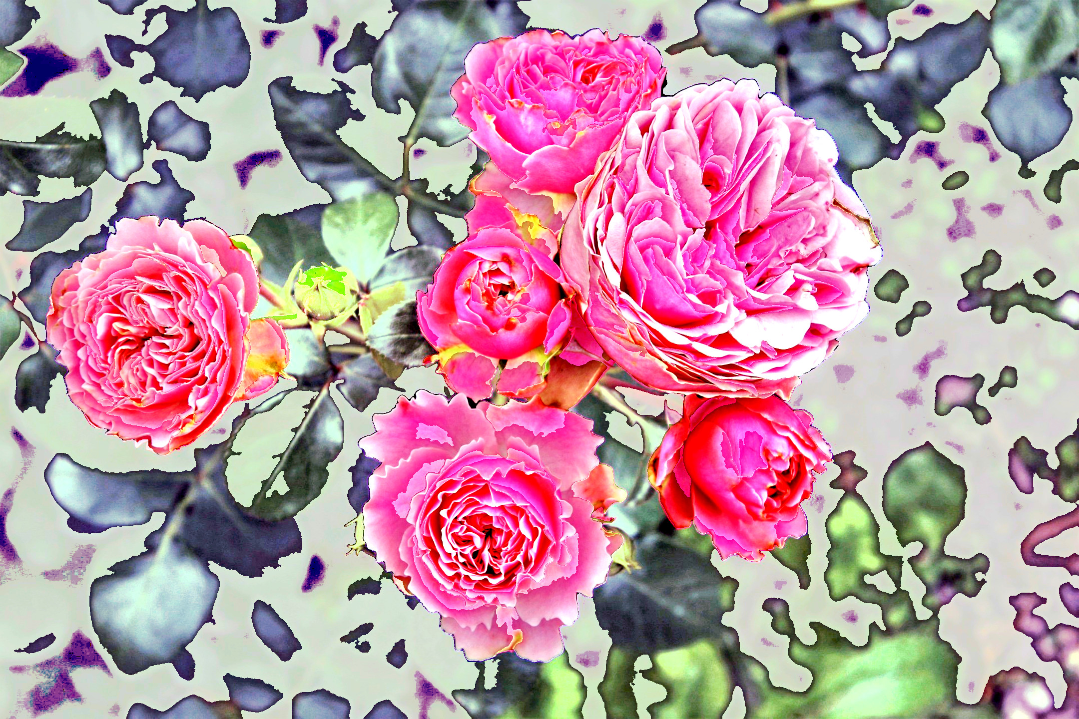 roses-3481982_DN_Artistic_and_Divide_CutOut.JPG