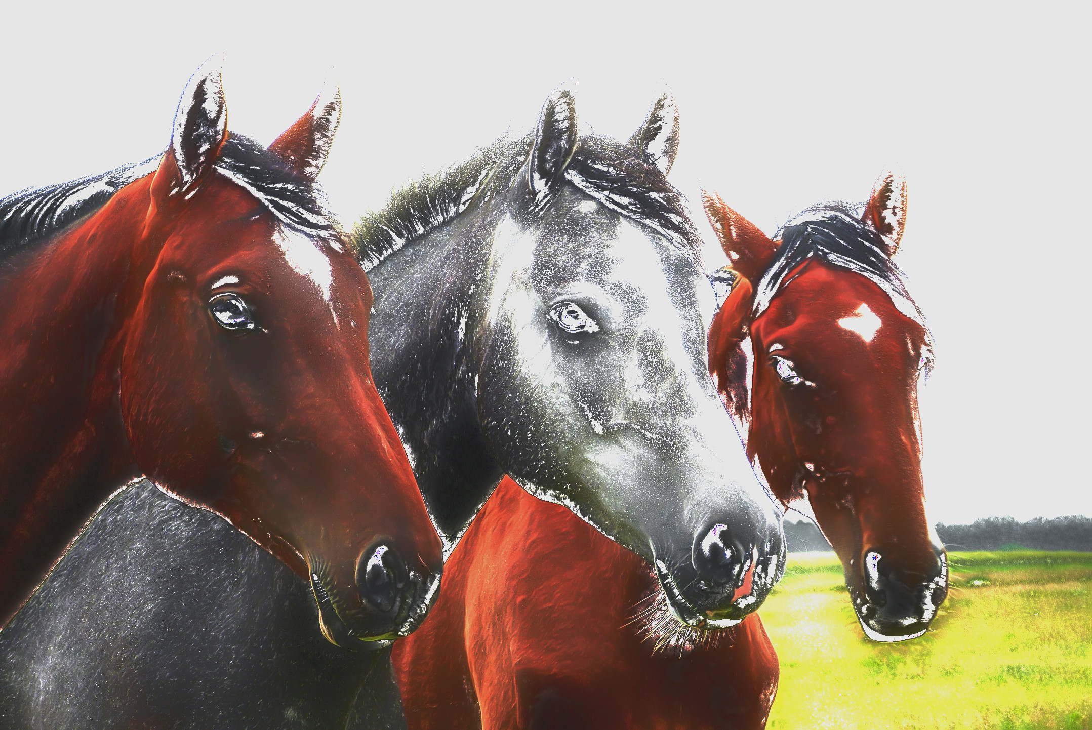 horses-1414889_DN_Artistic_and_Divide_HighLBloom.JPG
