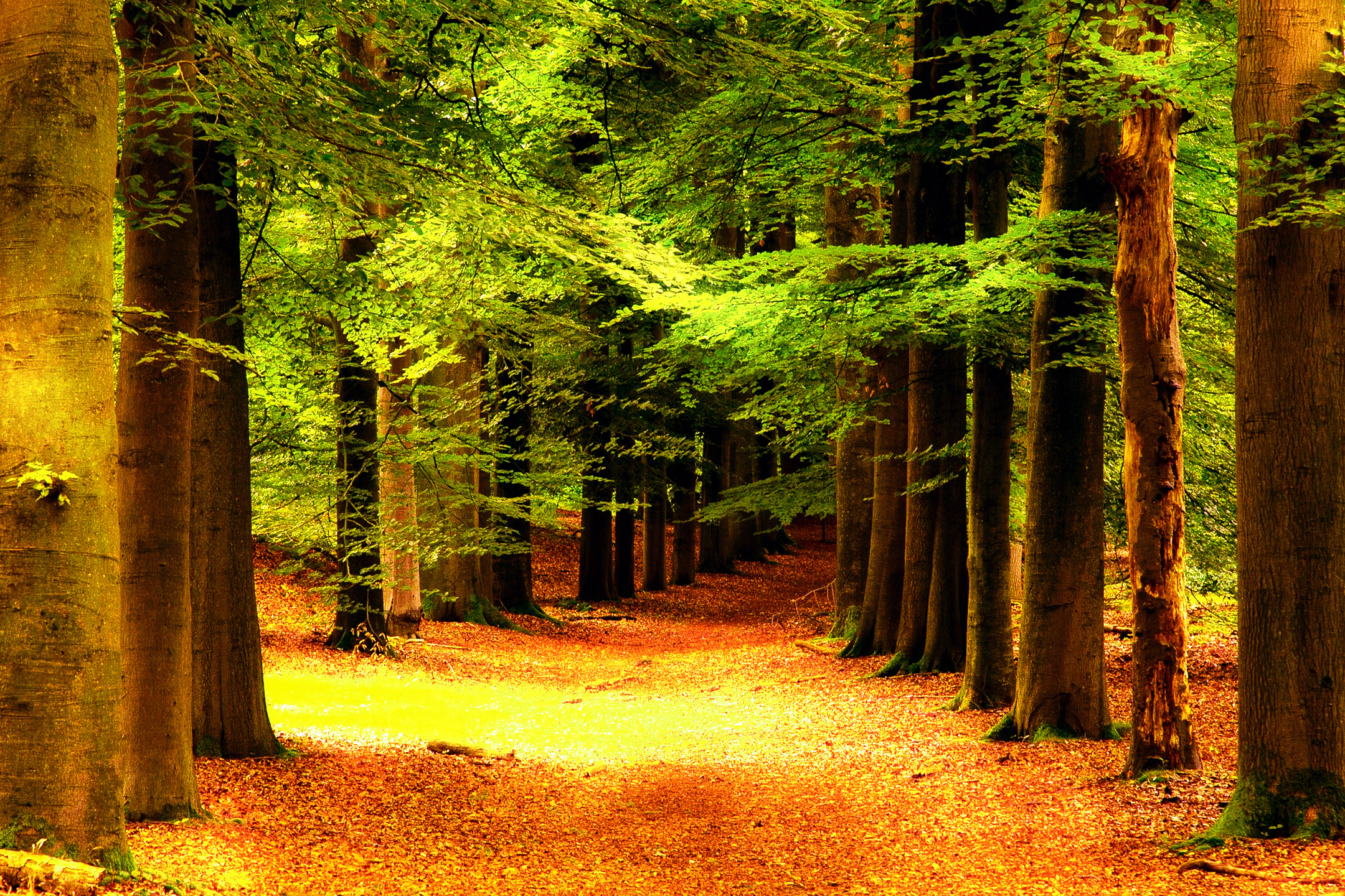 trees-4163091_DN_Artistic_and_Divide_Aurora.JPG