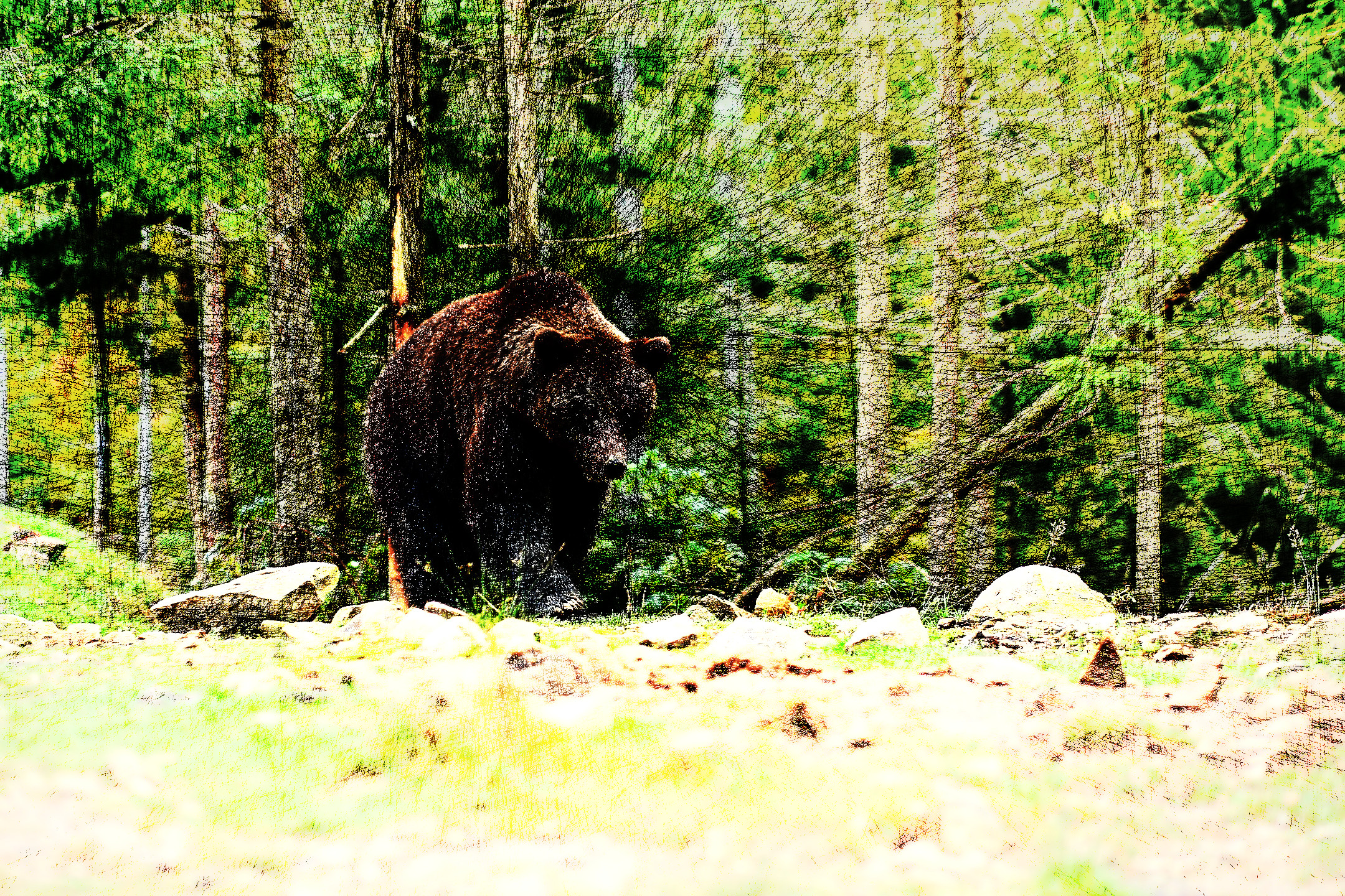 bear-3990913_DN_Artistic_and_Divide_BCGraffiti.JPG