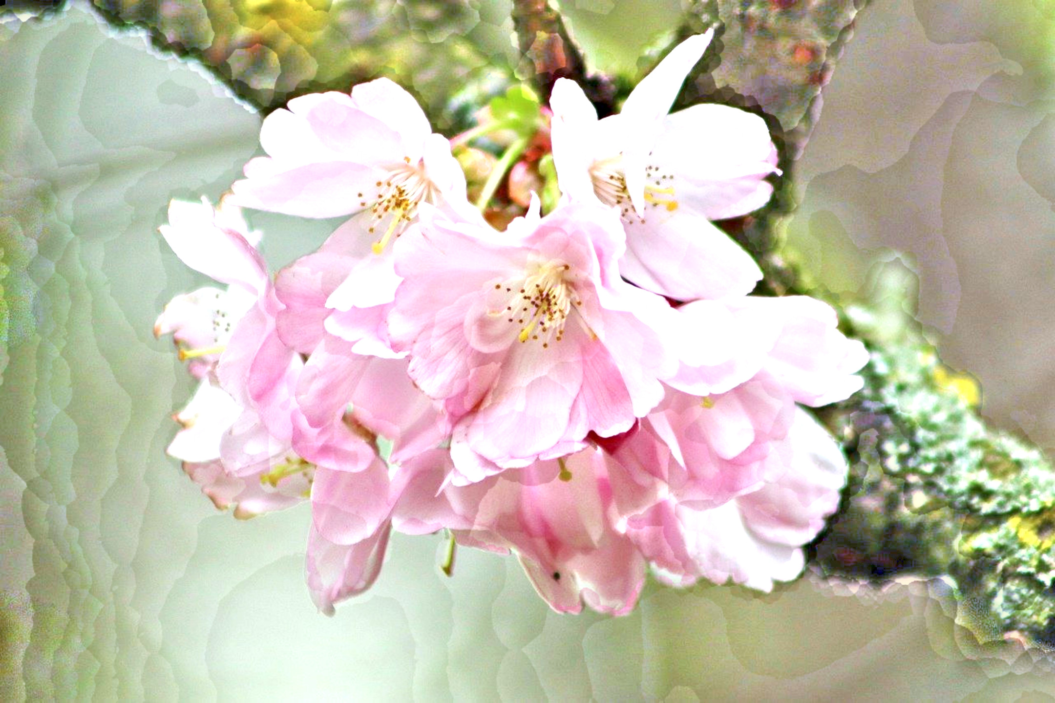 cherry-blossoms-7927688_DN_Artistic_and_Divide_CircleAbstract.JPG