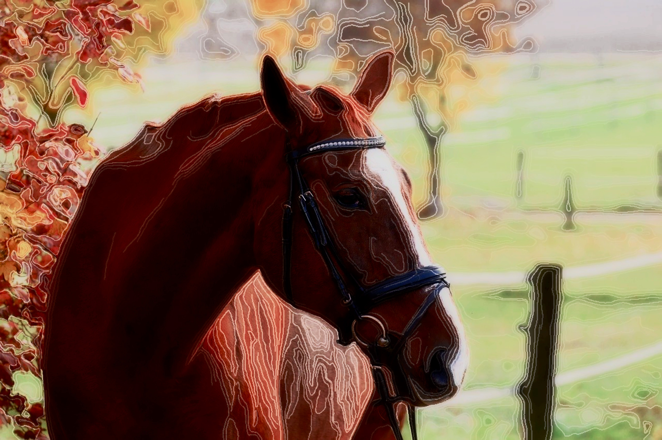 horse-4847088_DN_Artistic_and_Divide_Doodle.JPG