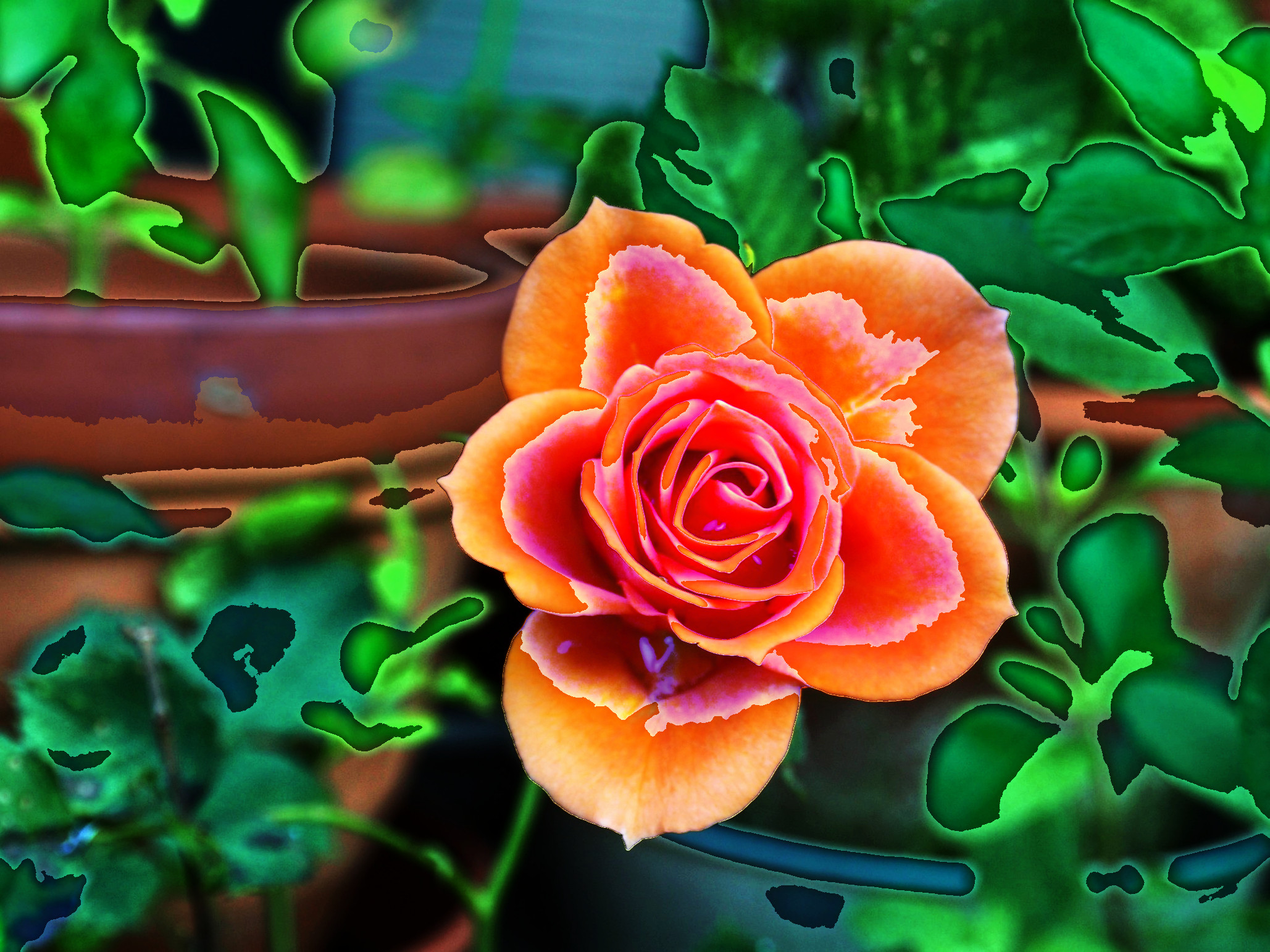 flower-115646_DN_Artistic_and_Divide_CutOut.JPG