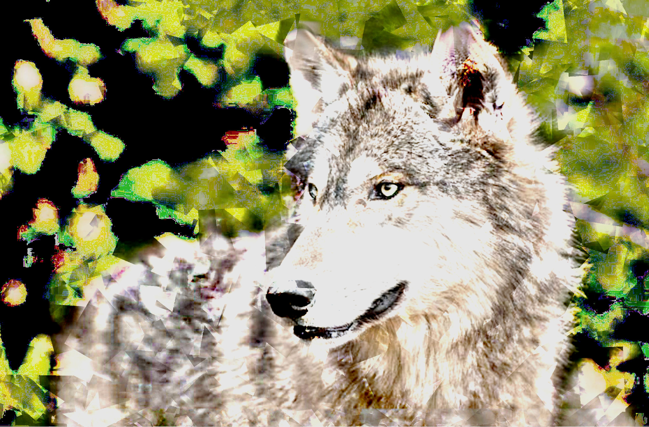 The-Timber-Wolf_DN_Artistic_and_Divide_Cubism.JPG