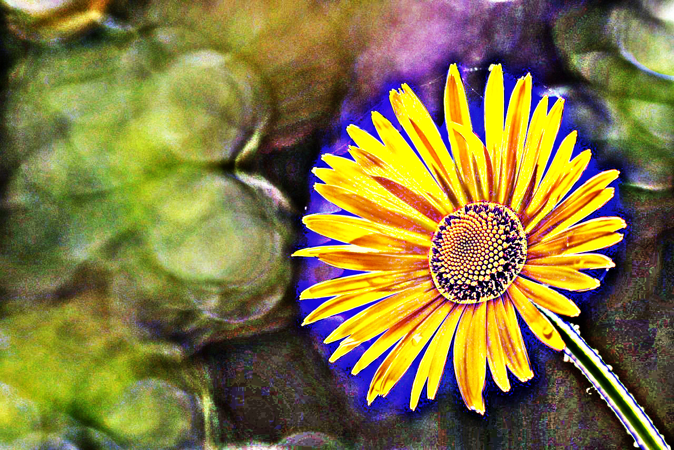 flower-2254866_DN_Artistic_and_Divide_SharpAbstract.JPG