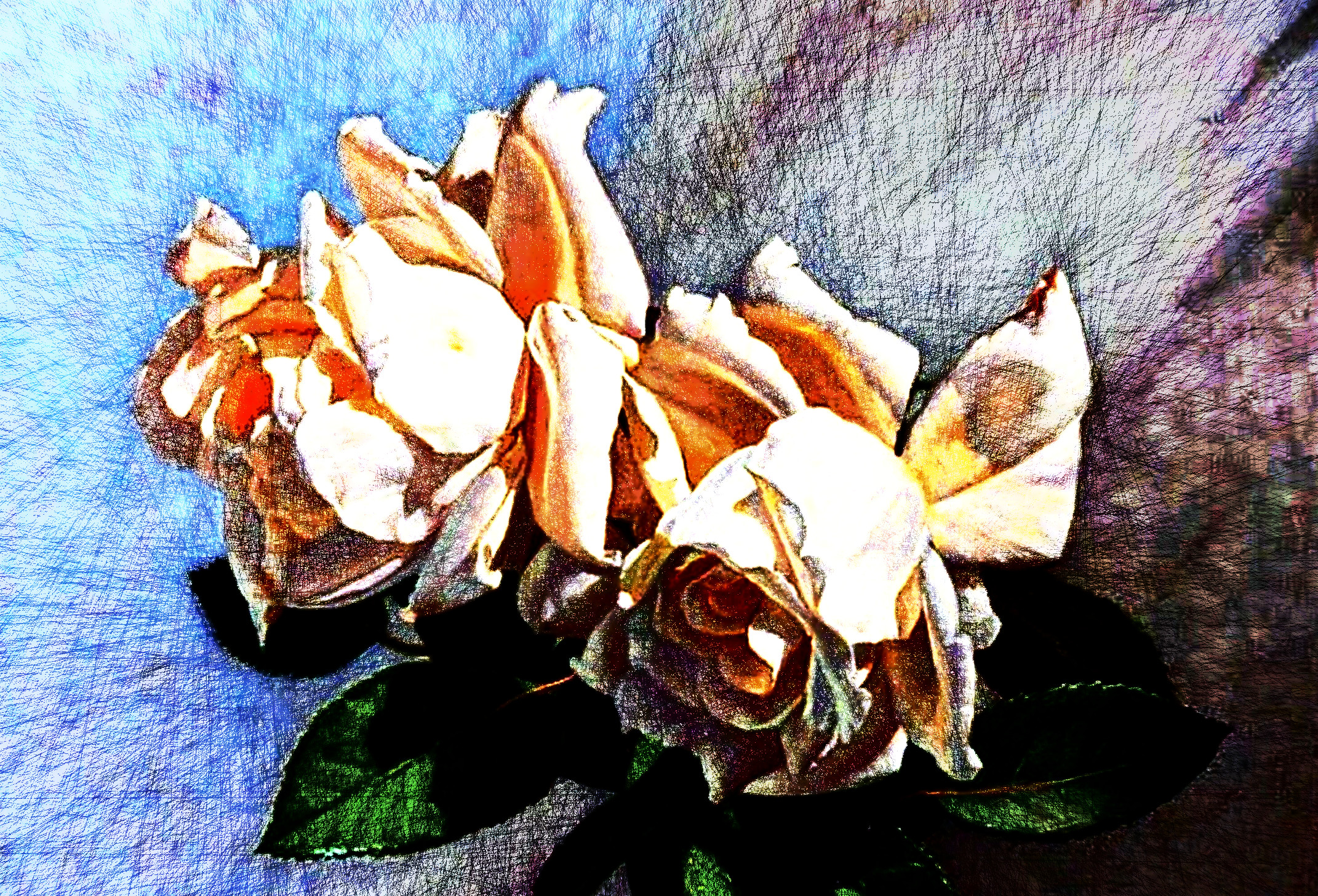 TwoWhiteRoses_EqualizeLocalHistogram_DN_Artistic_and_Divide_BCGraffiti.JPG
