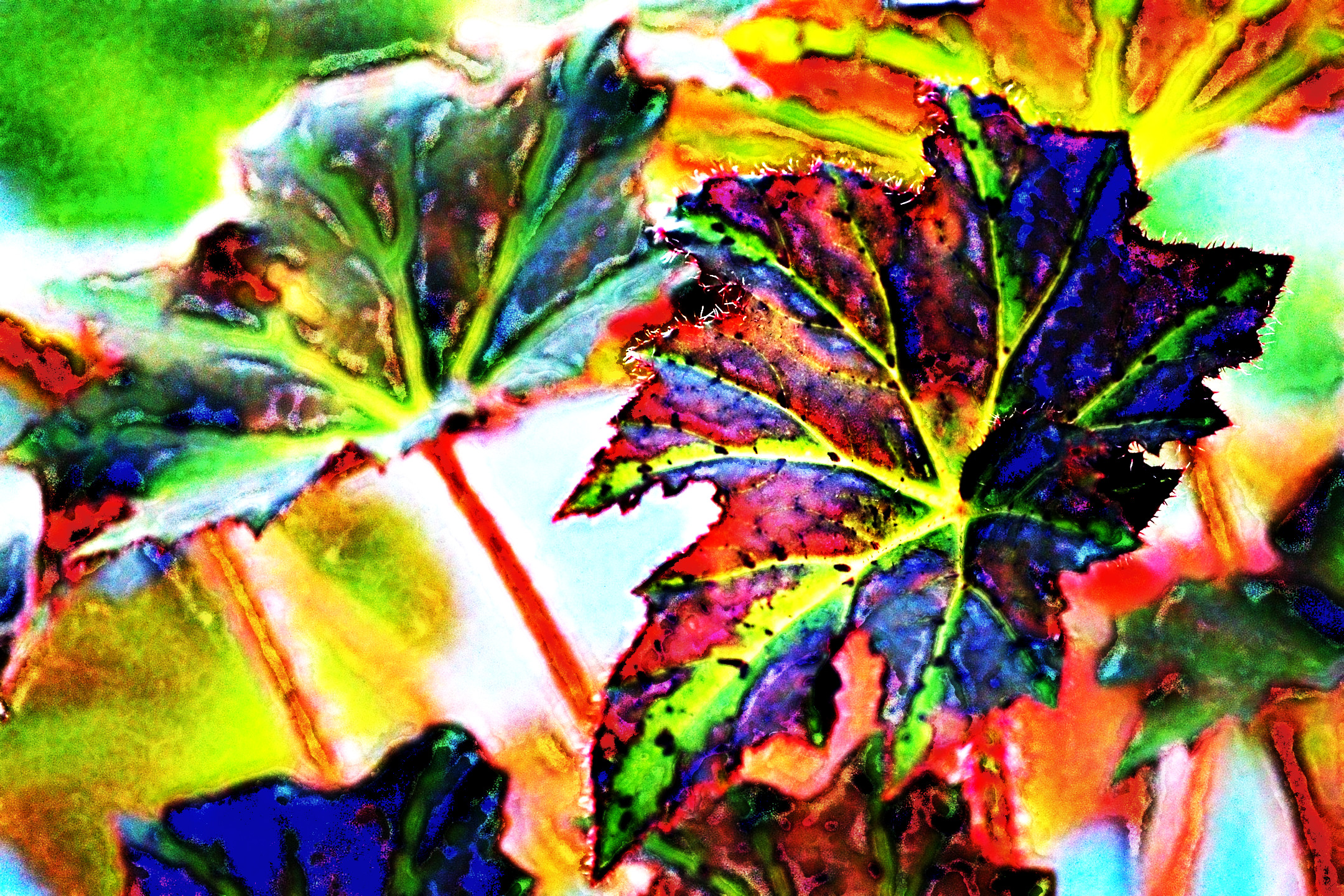 begonia-8115230_LocalContrastEqualize_DN_Artistic_and_Divide_Morphopaint.JPG
