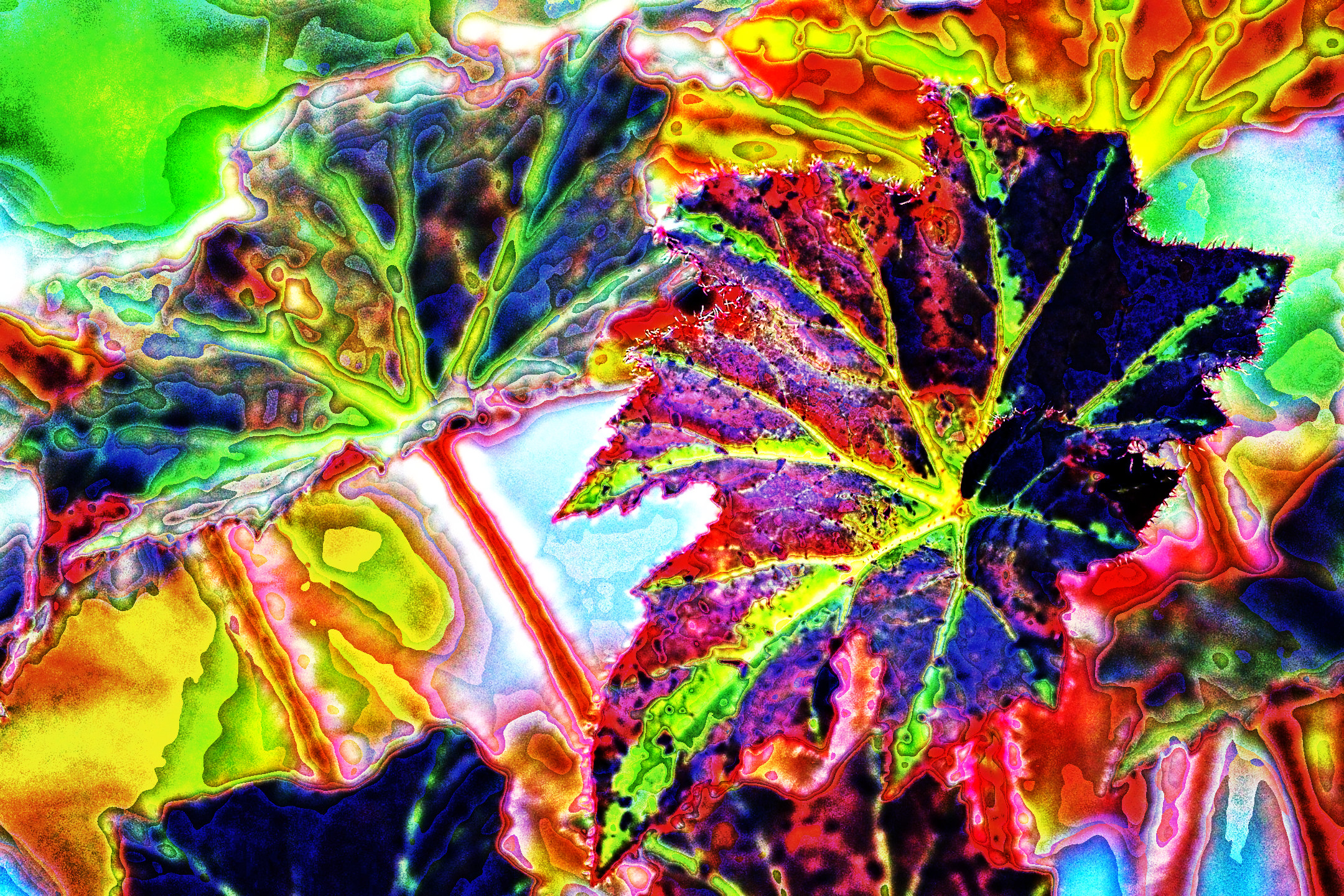 begonia-8115230_EqualizeLocalH_DN_Artistic_and_Divide_Posterize.JPG