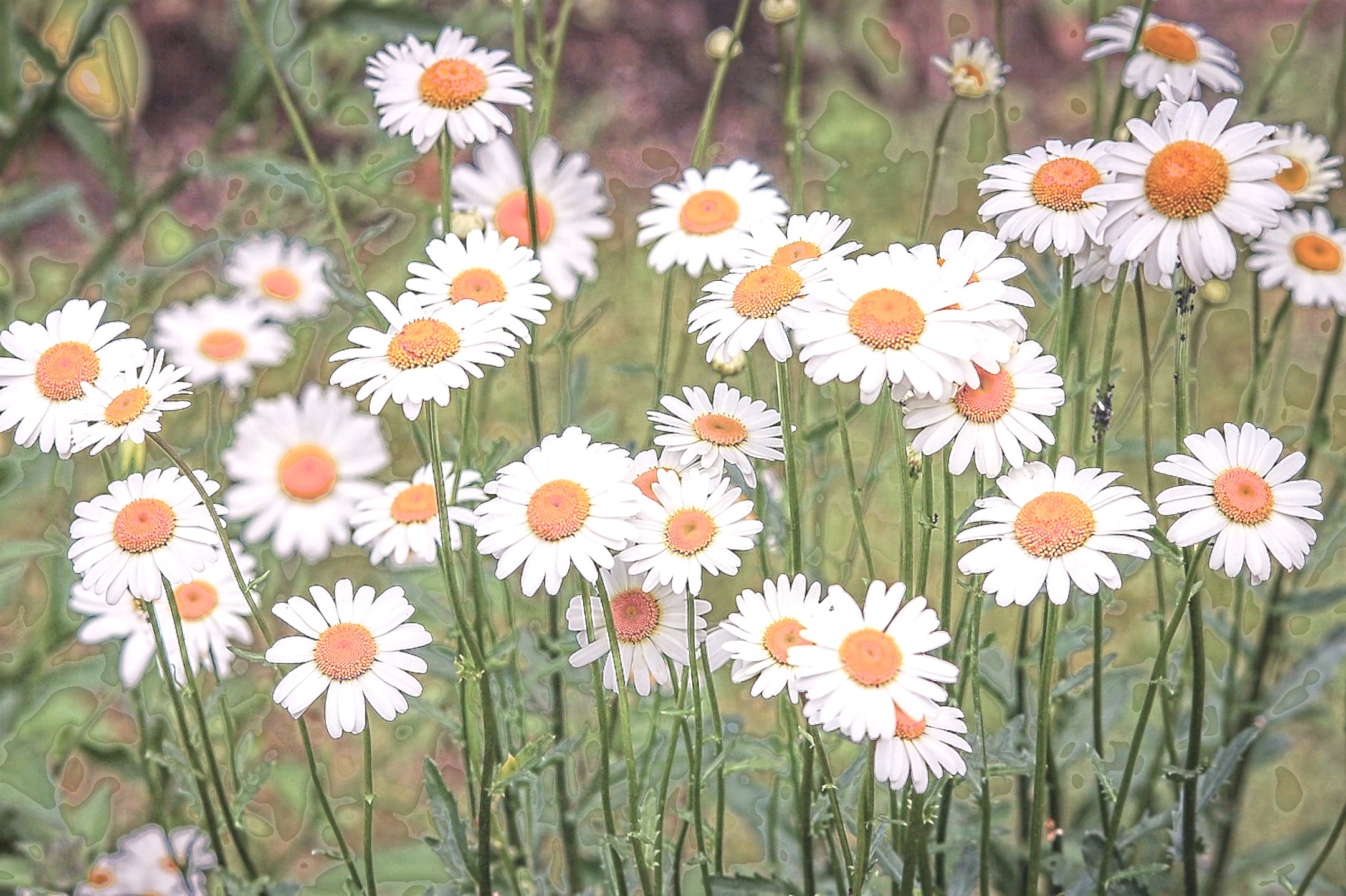 daisies-3439573_DN_Artistic_and_Divide_Posterize.JPG