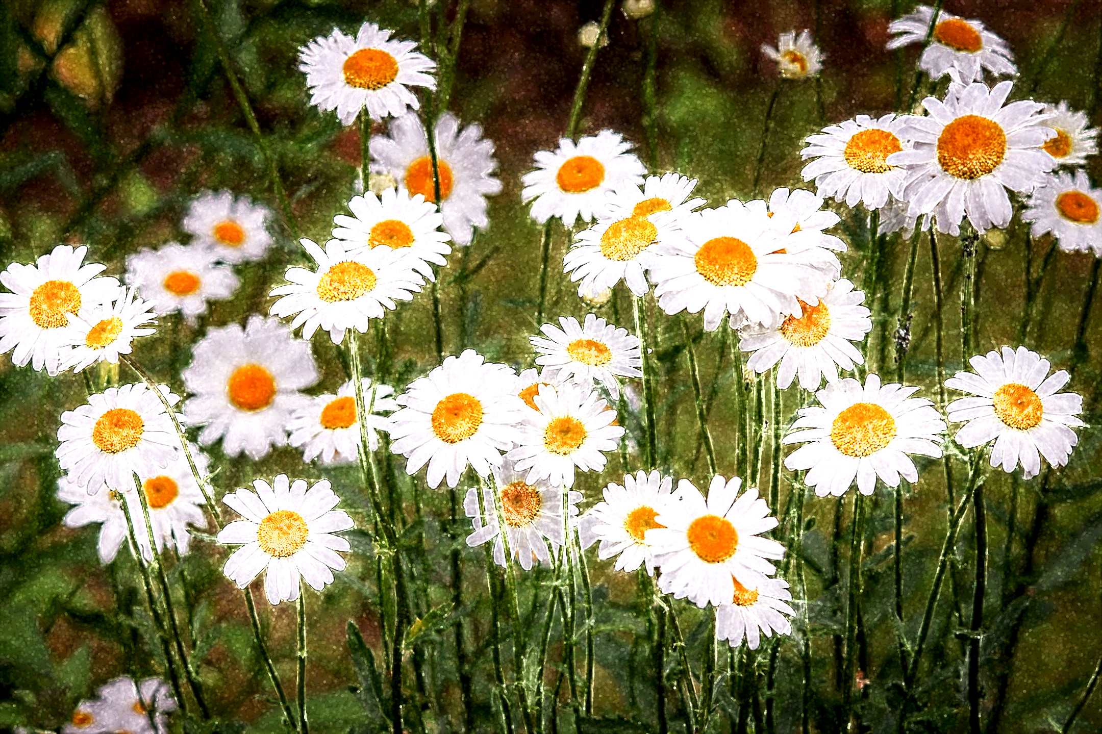 daisies-3439573_DN_Artistic_and_Divide_FeltPen.JPG