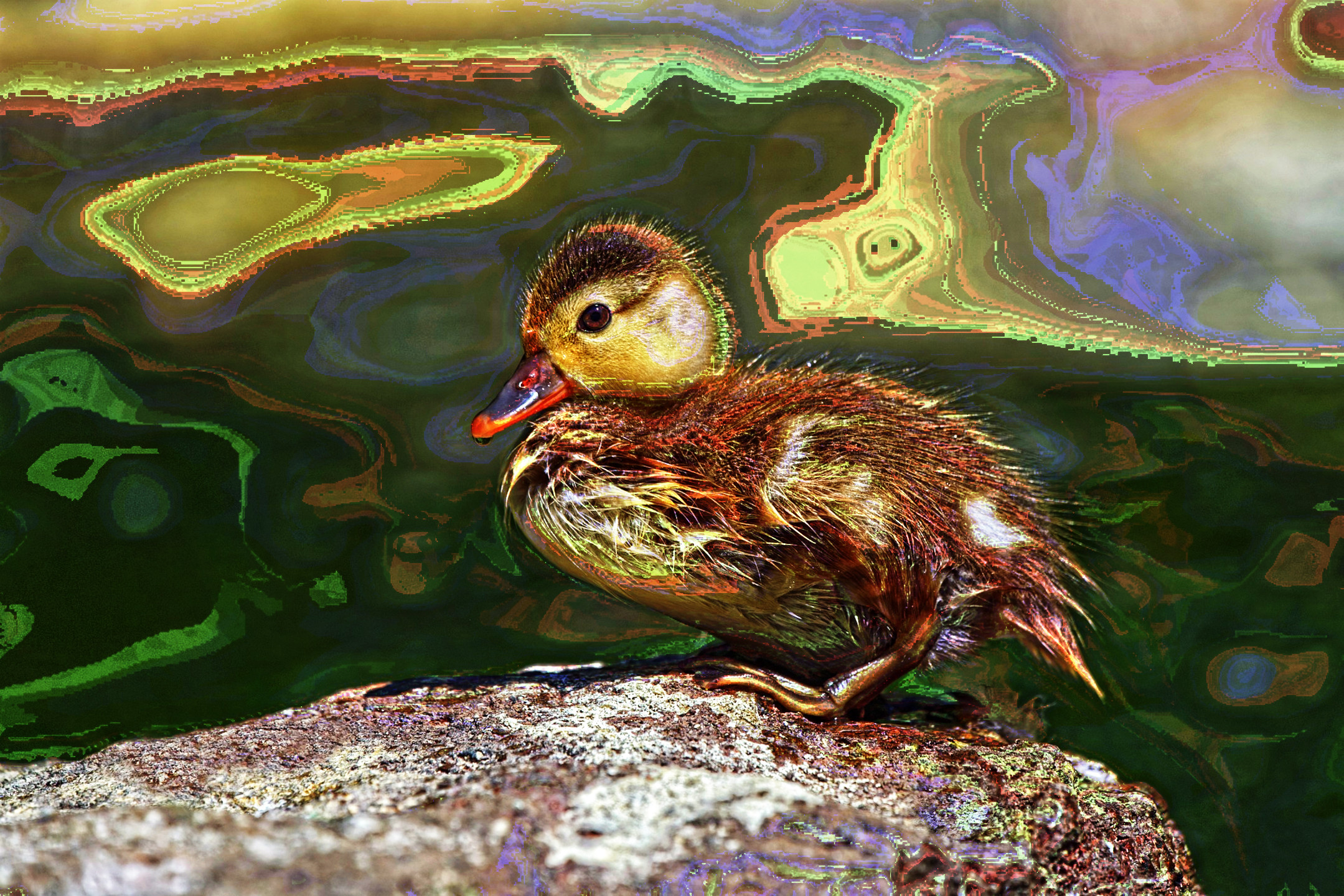 duckling-8062337_DN_Artistic_and_Divide_DreamSmoothing.JPG