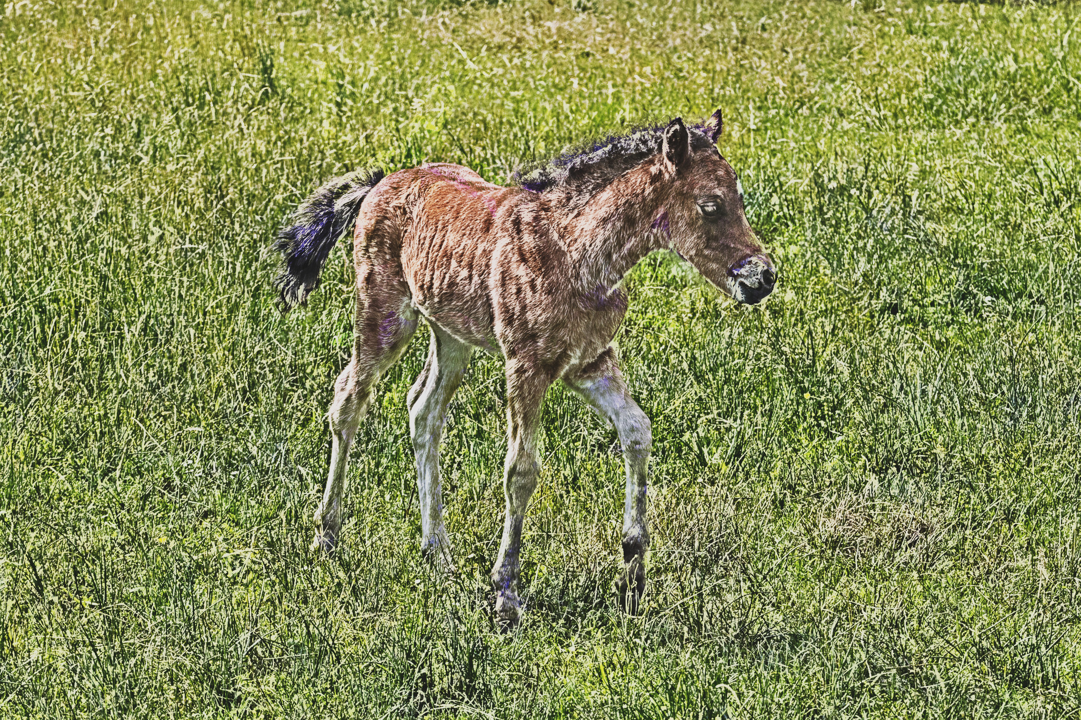 pony-farm-5240415_LocalProcessingNormalization_DN_Artistic_and_Divide_PaintwBrush.JPG