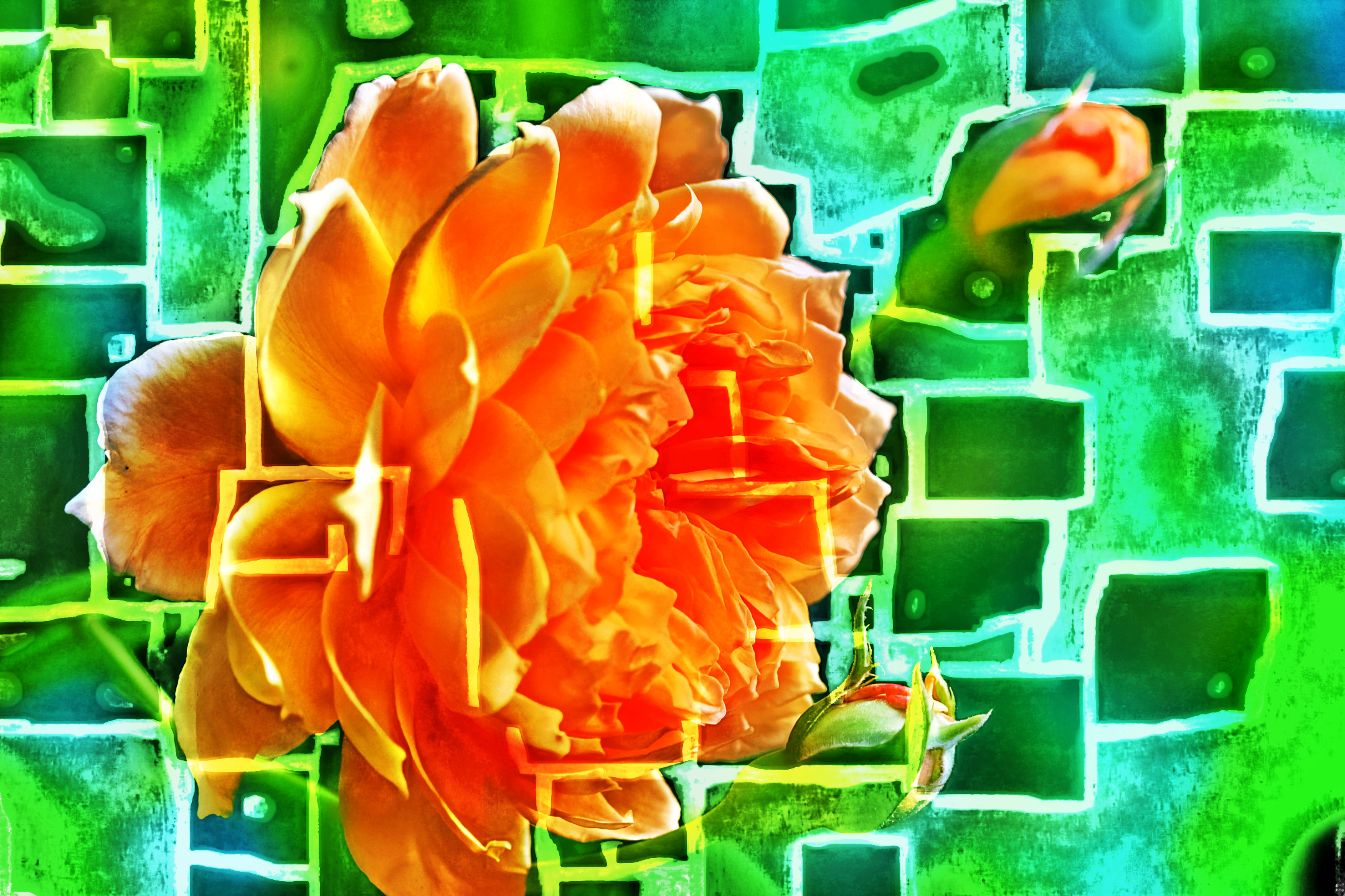 rose-7860008_LocalProcessingEqualize_DN_Artistic_and_Divide_Stylize.JPG