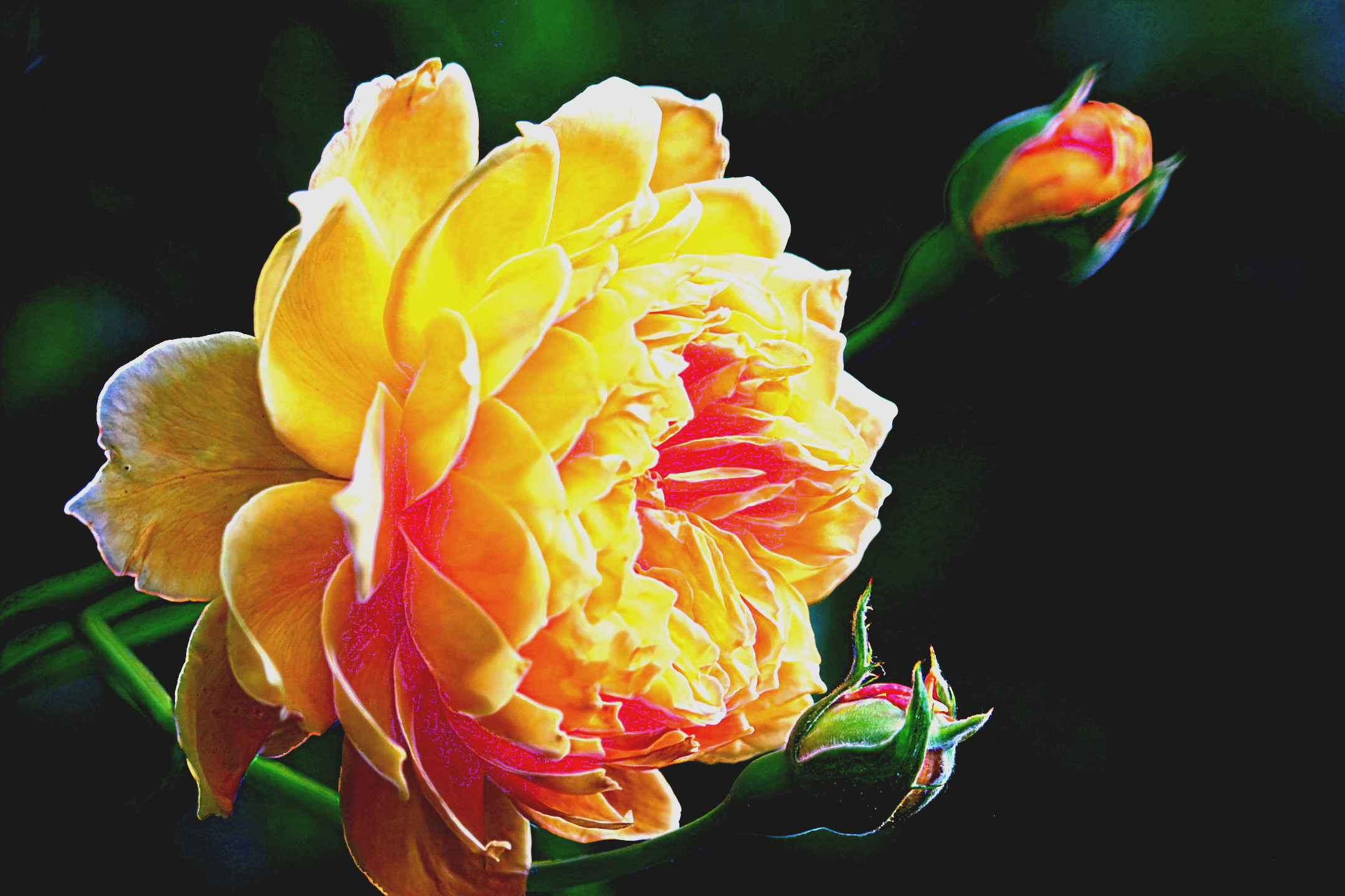 rose-7860008_EqualizeLocalHistogram_DN_Artistic_and_Divide_KuwaHara.JPG