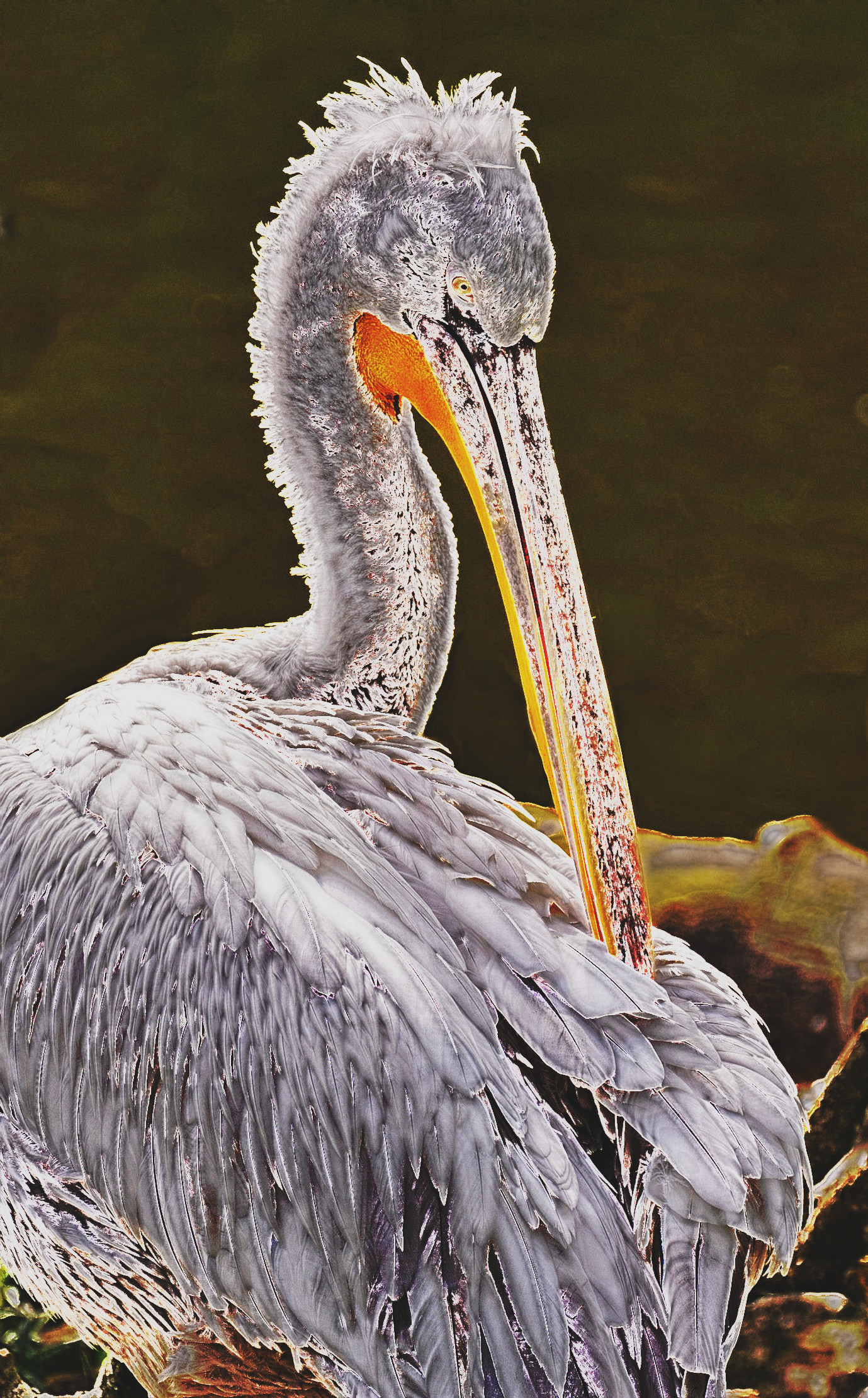 pelican-8023249_DynamicRange_DN_Artistic_and_Divide_PosterEdges.JPG