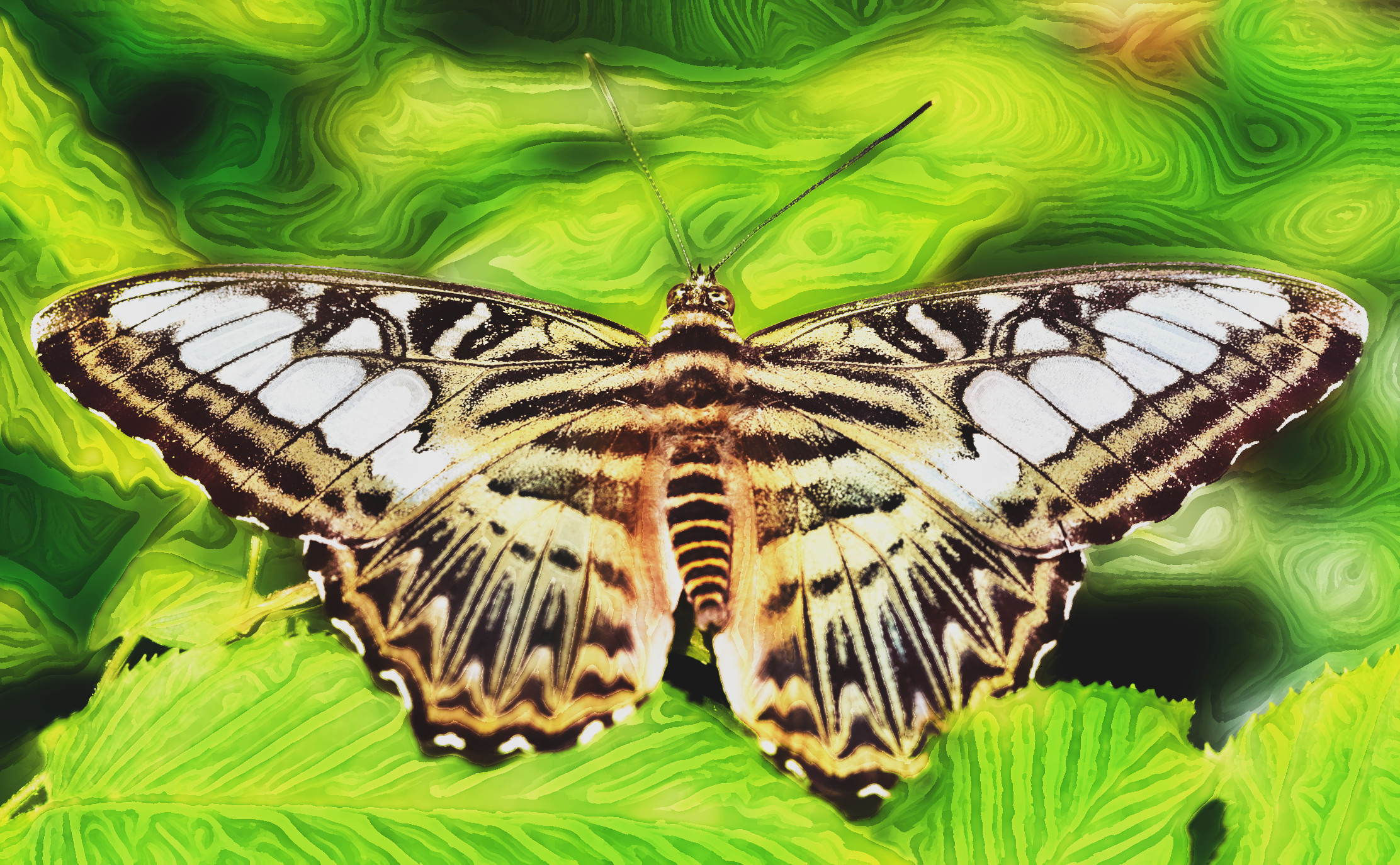 butterfly-8062144_LocalProcessingEqualize_DN_Artistic_and_Divide_Painting.JPG