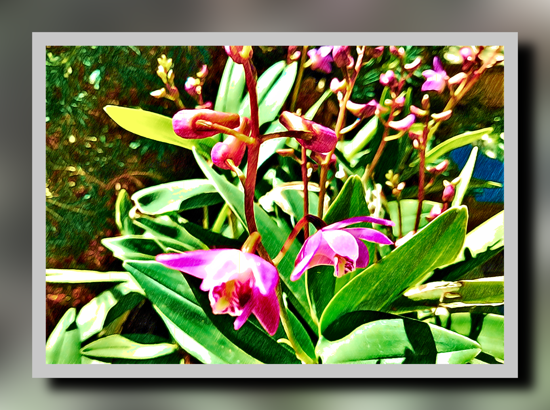 dendrobium_orchids (pencil+chroma).png