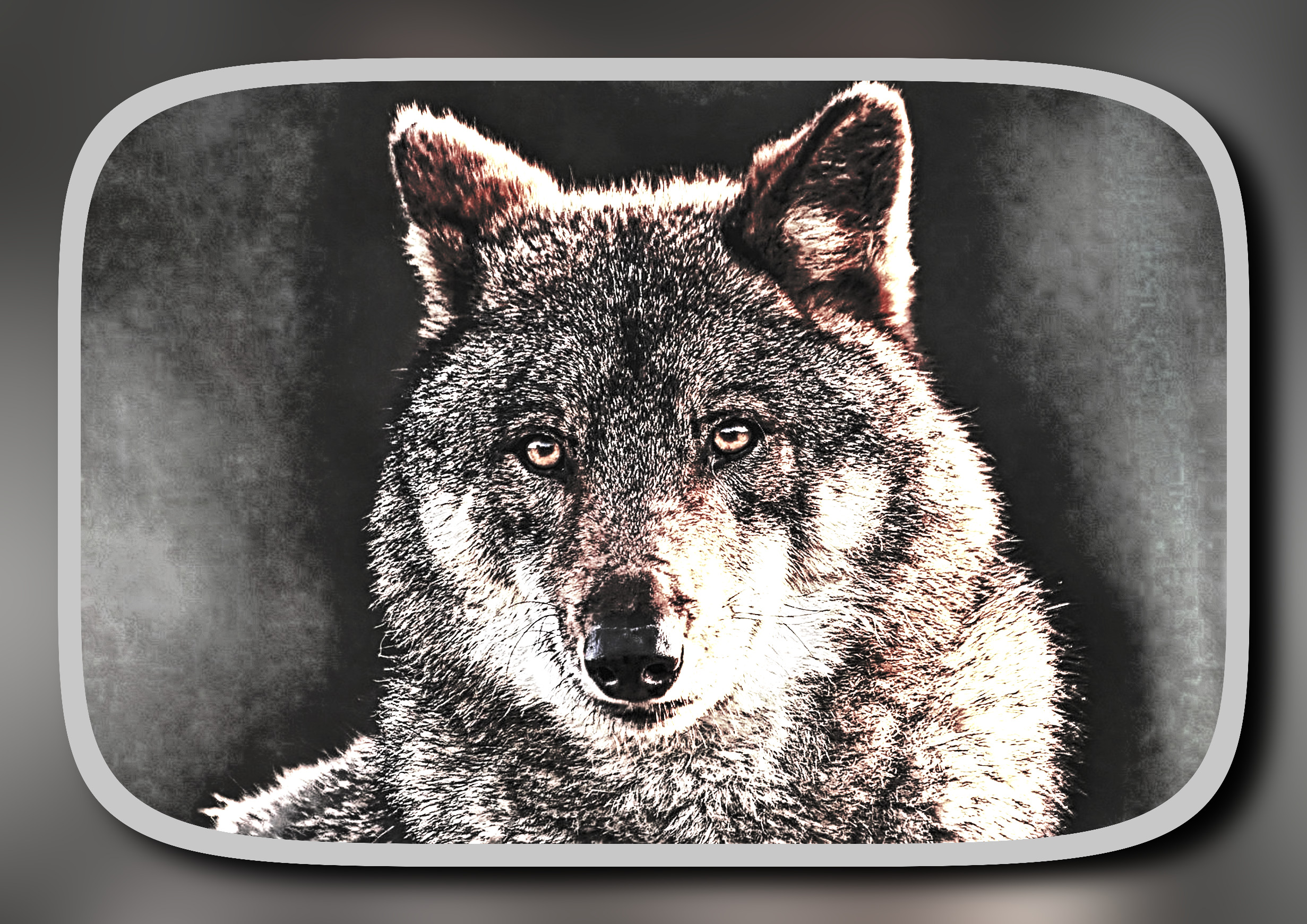 wolf-8089783_DynamicRangeIncrease_DN_BlackWhiteFramed_FreakyBW_T.jpg