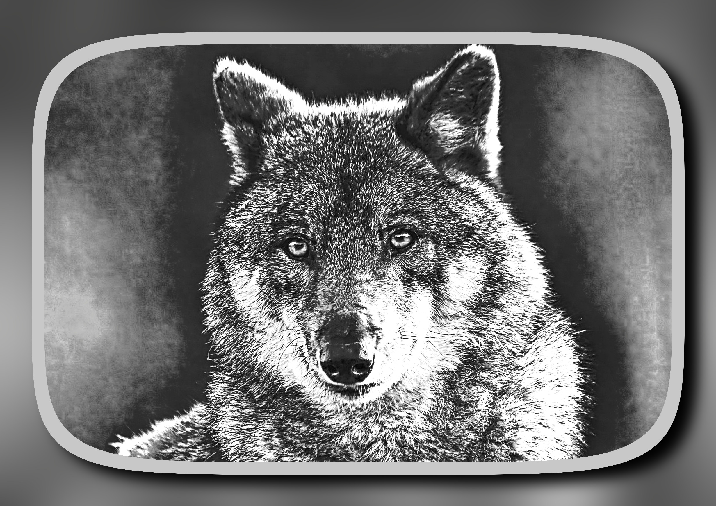 wolf-8089783_DynamicRangeIncrease_DN_BlackWhiteFramed_FreakyBW_N.jpg