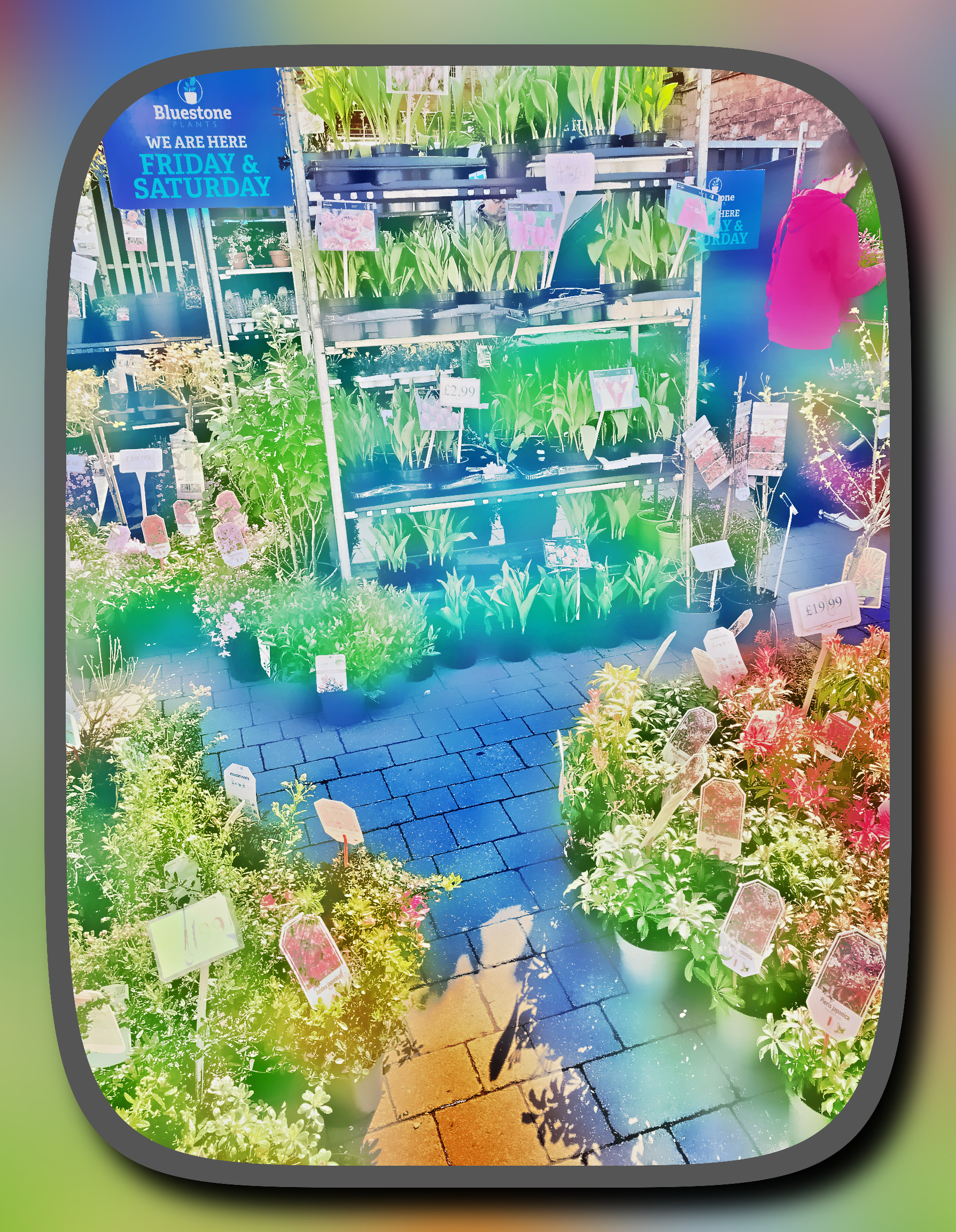 IMG_6937_DN_SimpleFilters_ColorsFramed_Retinex.jpg