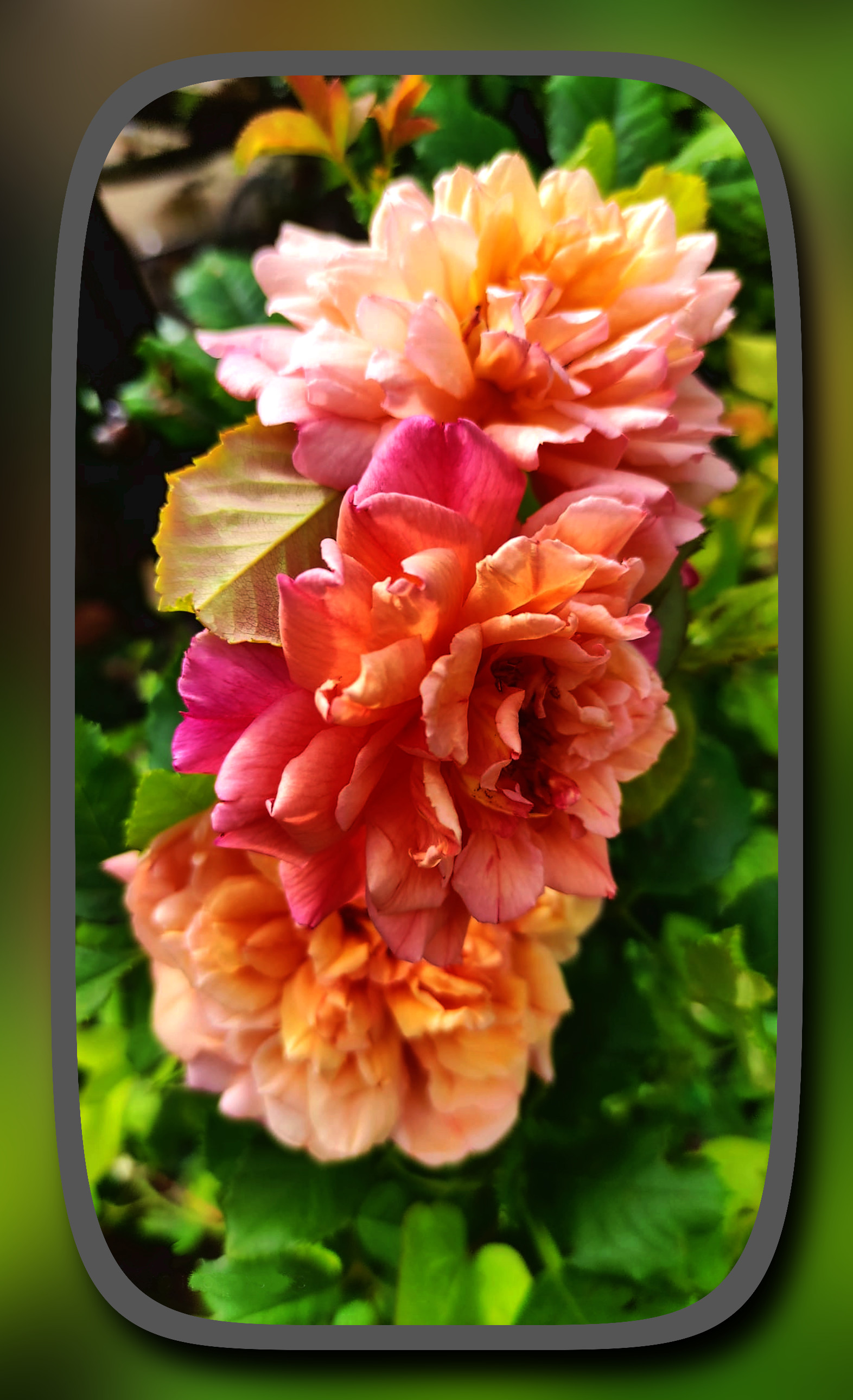 1ceef289-5651-4bd2-a34f-da25dbd49cd1_DN_SimpleFilters_ColorsFramed_BoostFade.jpg