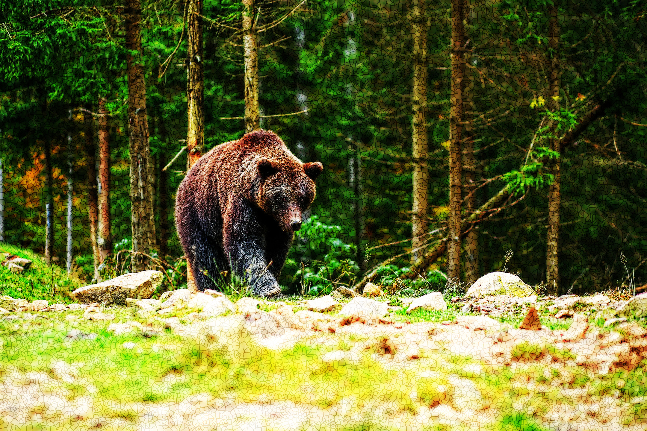2023-10-04 16-41-53bear-3990913 with a framed patterned effect, styleMosaic (prep.step choosen=Equalize Local Histogram..jpg