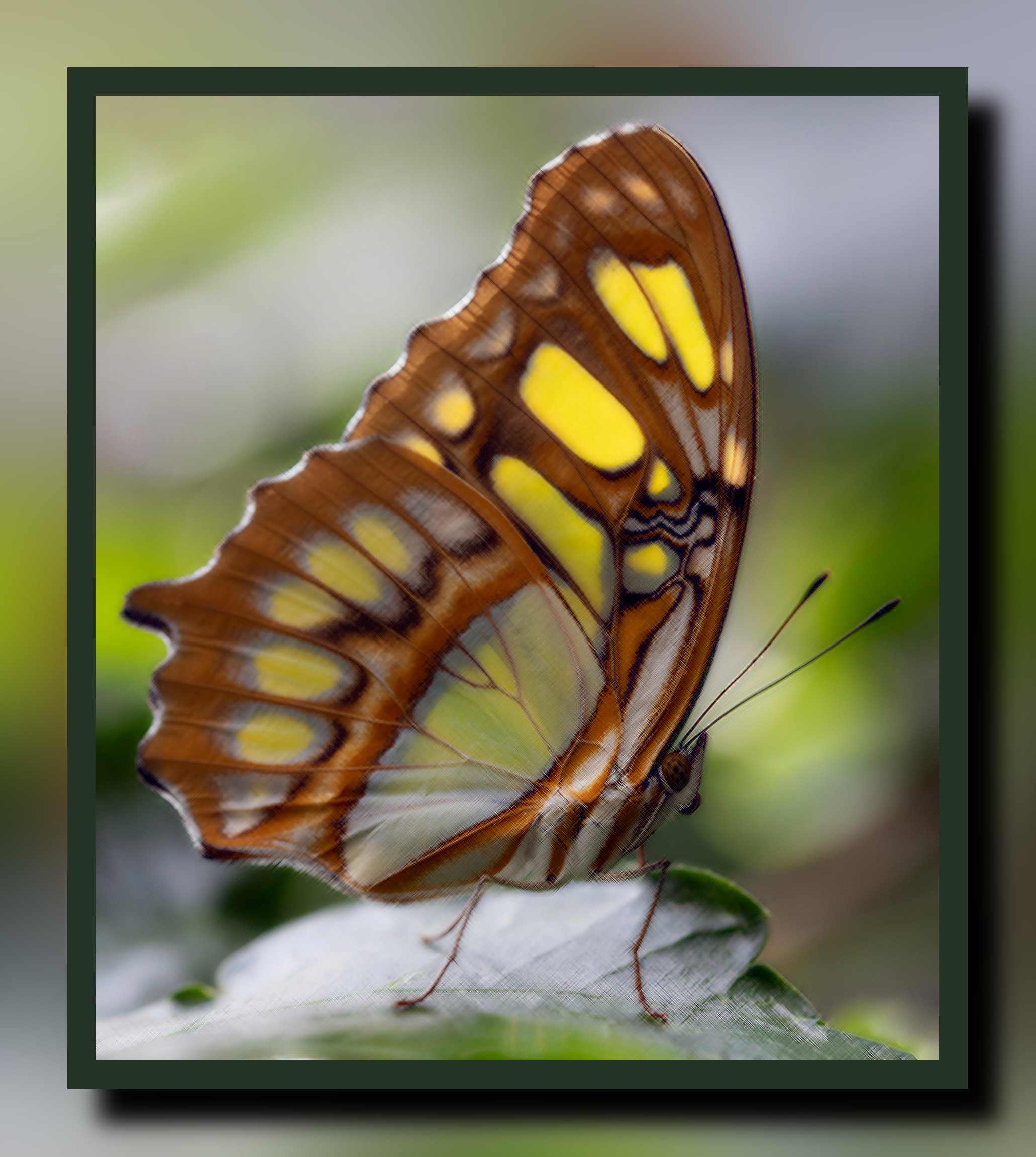 2023-10-06 14-02-48dustin-humes-kJ-ENw5bPmI-unsplash with a framed patterned effect, styleCanvas.jpeg