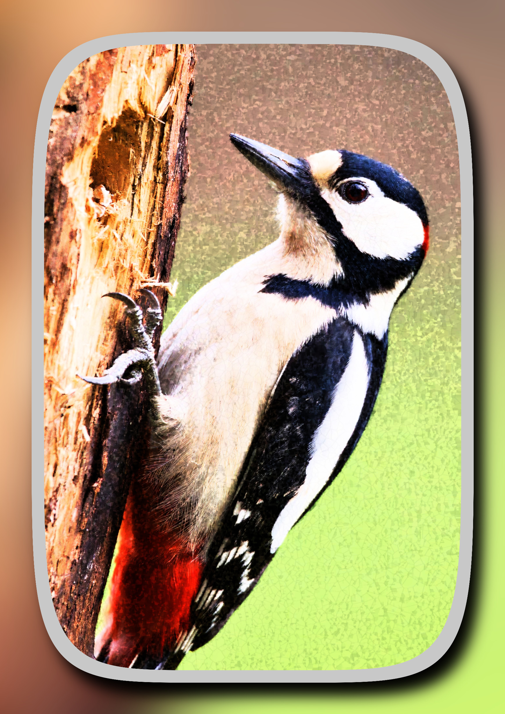 2023-10-08 11-10-34great-spotted-woodpecker-8024806 with a framed patterned effect, styleCrystal.jpg