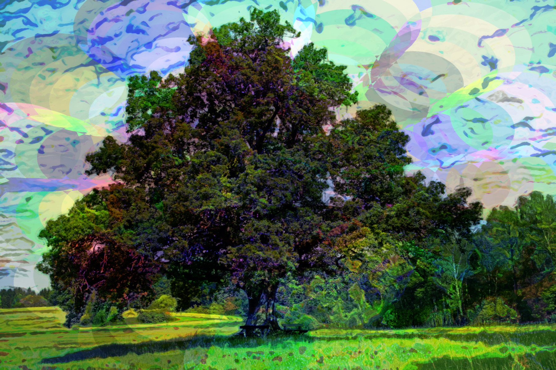 2023-10-14 18-02-30 oak-354641_1920 with a Quick Effect J (Circle Art) (abstr.mode=LAYER_MODE_PIN_LIGHT.jpg