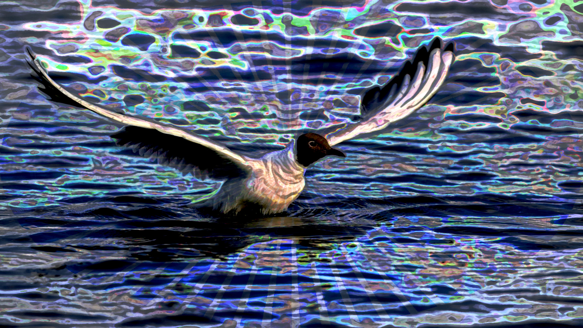 2023-10-15 09-55-14 bird-8142284_1920 with a Quick Effect P (KittyRings) (abstr.mode=LAYER_MODE_HARDLIGHT.jpg