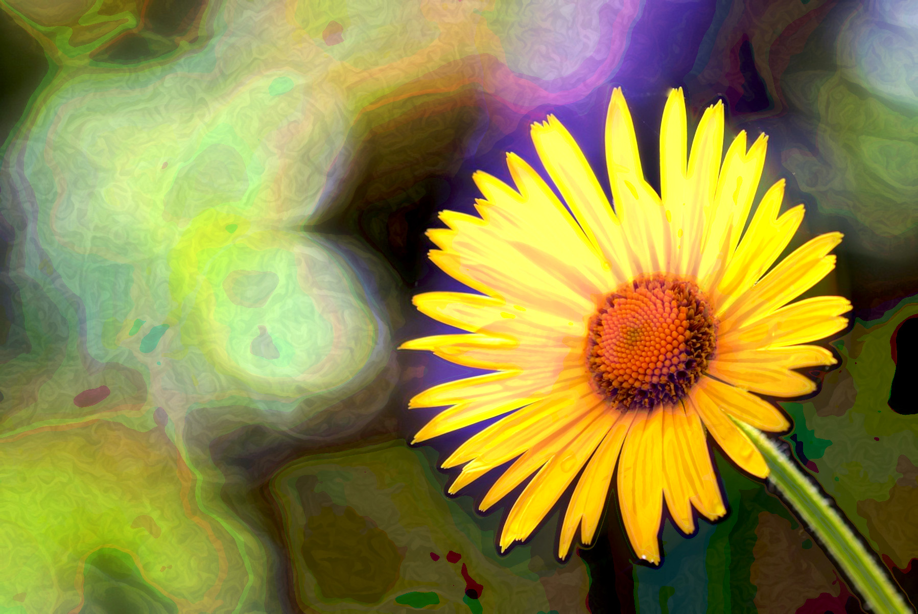 2023-10-19 08-14-08 flower-2254866 with a Quick Effect C2 (Blur Angular) (abstr.mode=LAYER_MODE_SCREEN.jpg