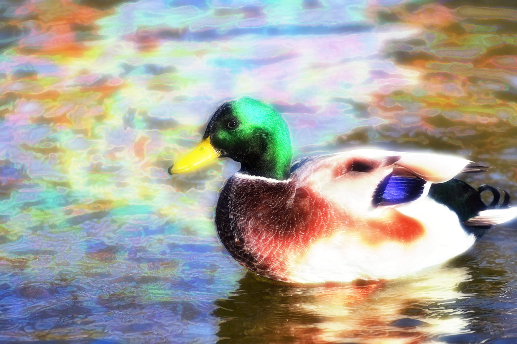 2023-10-21 18-21-08 duck-8309682 with a Quick Effect D2 (Blur Gaussian) (abstr.mode=LAYER_MODE_SCREEN.jpg