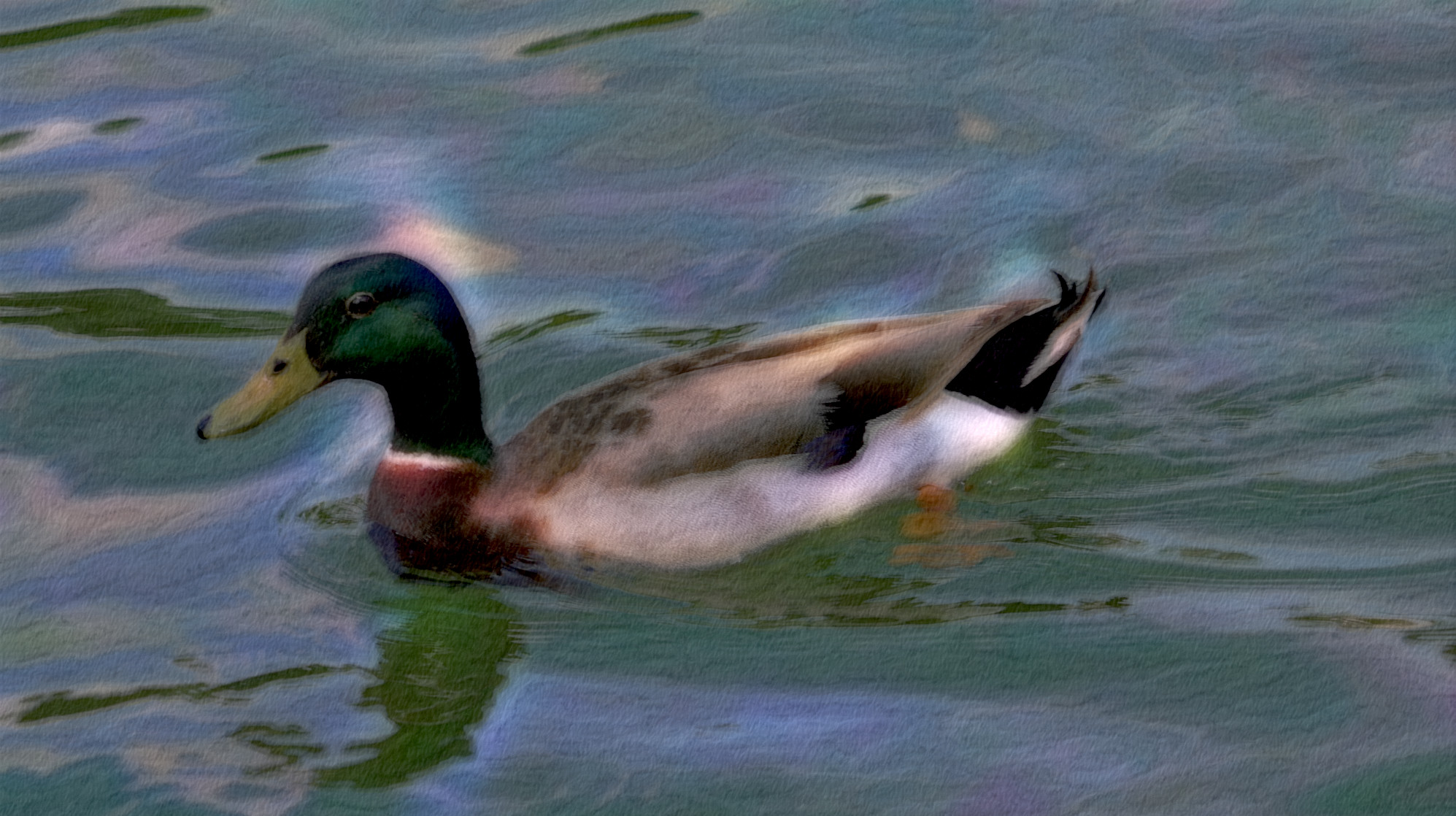 2023-11-05 11-56-26 duck-3349645_1920 with a Free Paint Effect, paint Kuwahara, strokes Brushify, contour Chalk, poster GmPoster, toppat Brushify, postpro Aurora.jpg