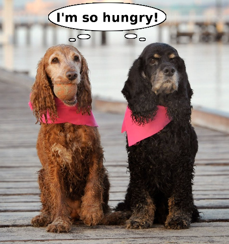 gc-iam-so-hungry.jpg