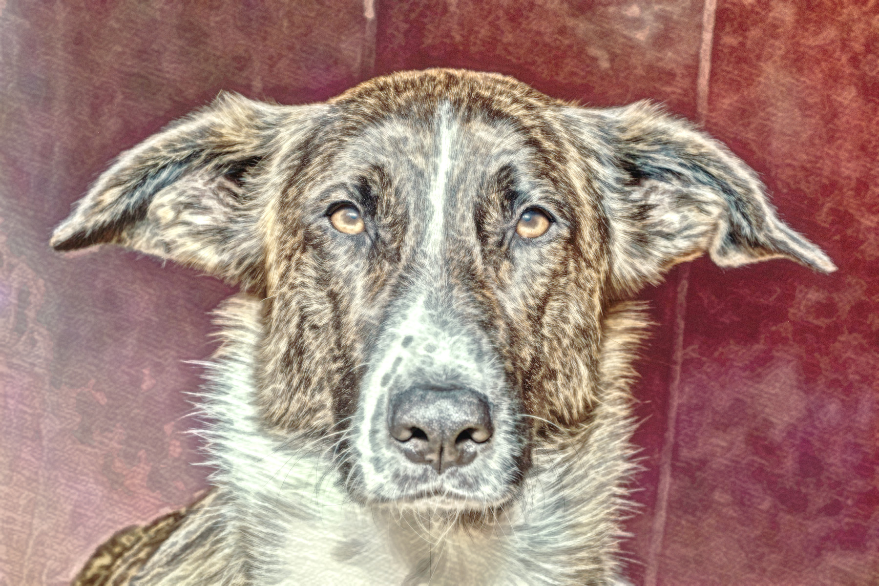 2023-11-07 13-08-50 dog-6292716_1920 with a Free Paint Effect, paint Painting, strokes TextureC, contour CPencil, poster MThreshold, toppat DetailMap, postpro Vibrance.jpg