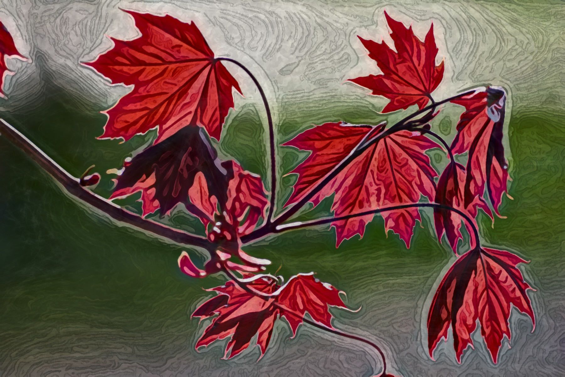 2023-11-10 18-43-06 red-maple-6246624_1920 with a Free Paint Effect, paint HardPaint, strokes Camouf, contour Chalk, poster ShapePrev, toppat Ghost, postpro Vibrance.jpg